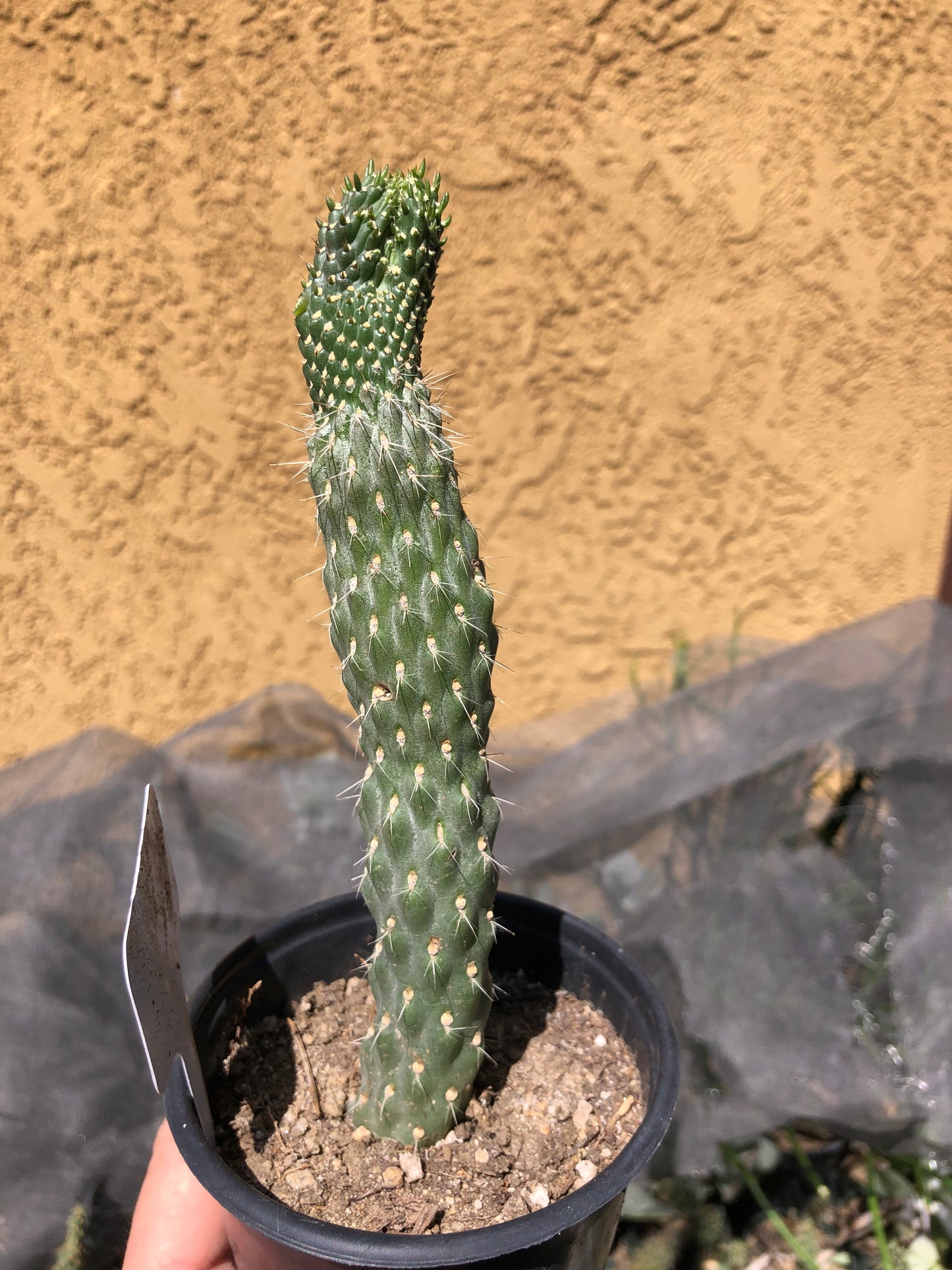 Cylindropuntia fulgida Cholla Boxing Glove Cactus Crest 7"Tall #7W