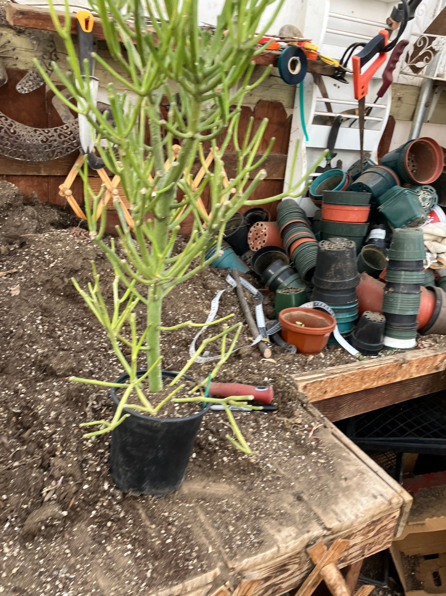 Euphorbia tirucalli Fire Stick 37"Tall 12"Wide #32G