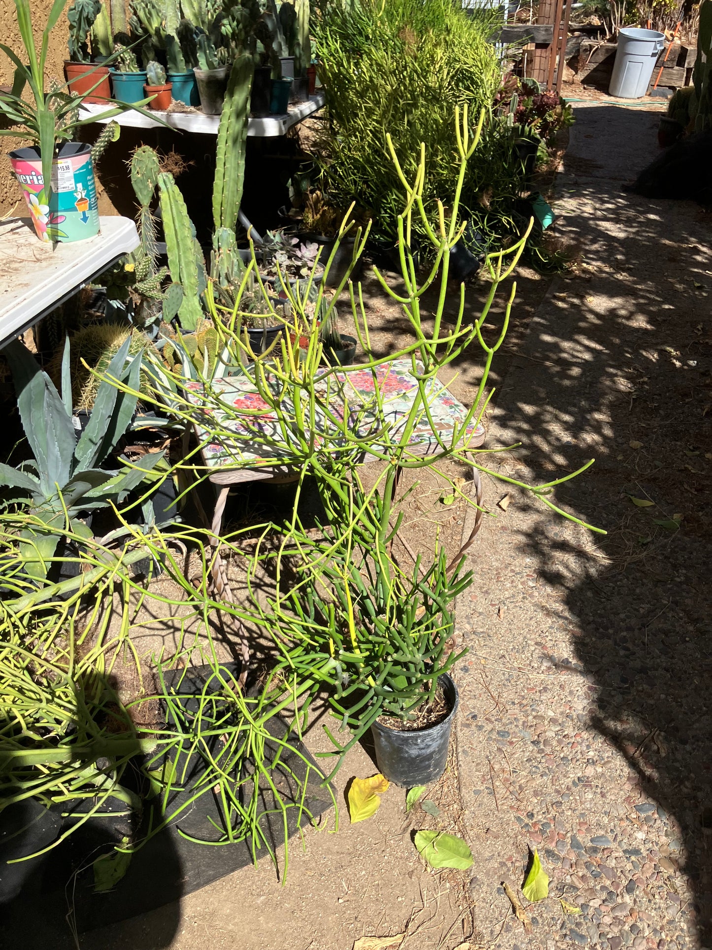 Euphorbia tirucalli Pencil Cactus/Succulent 39"Tall 23"Wide #10G