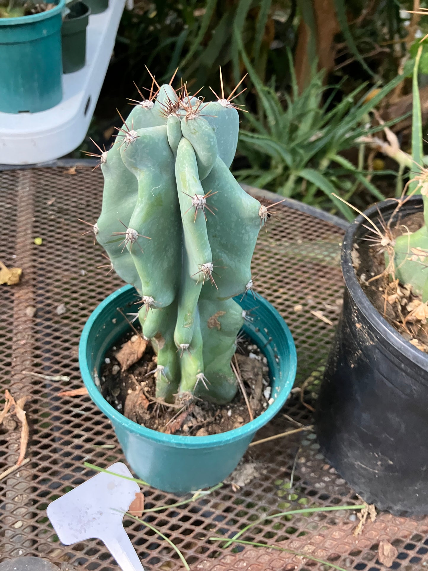 Cereus Peruvianus Monstrose Night Blooming 8”Tall #97Y