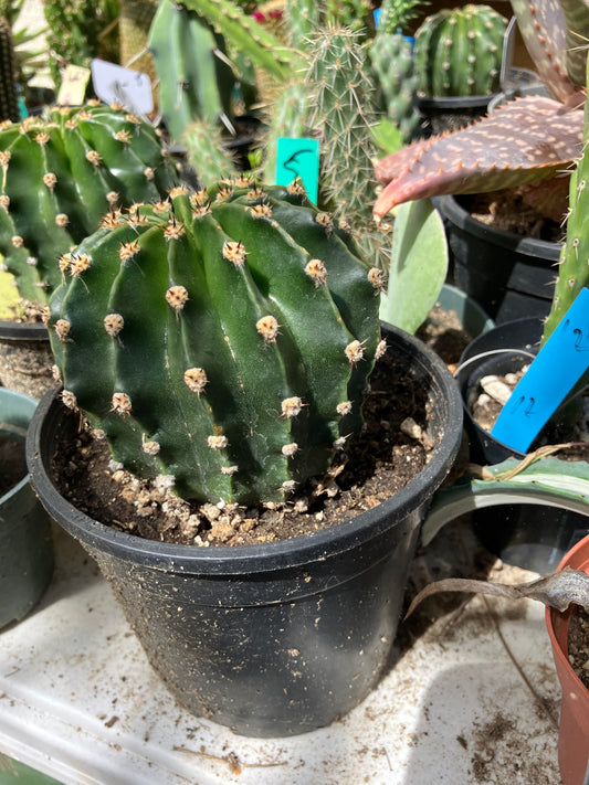 Echinopsis oxygona White Easter Lily 3.5" Diameter #13Y #15B