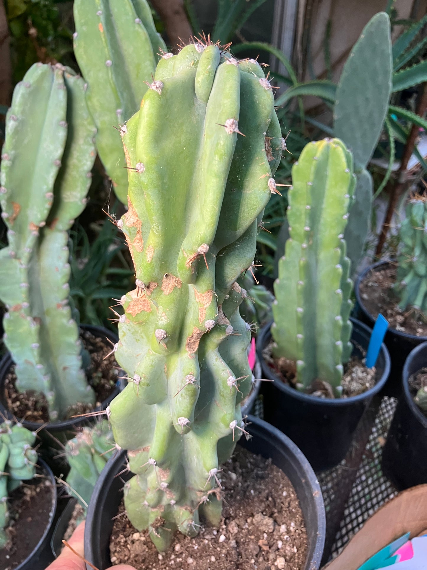 Cereus Peruvianus Monstrose Night Blooming 14”Tall #84W