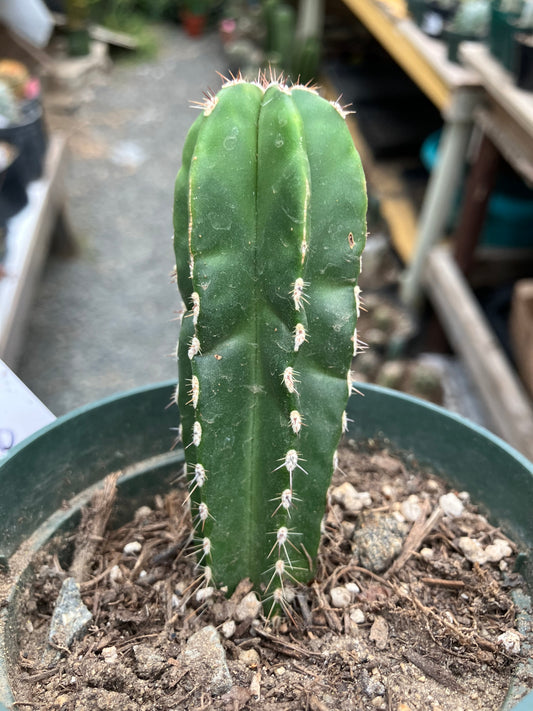 Pachycereus marginatus  Mexican Fence Post Cactus 3"Tall #30W