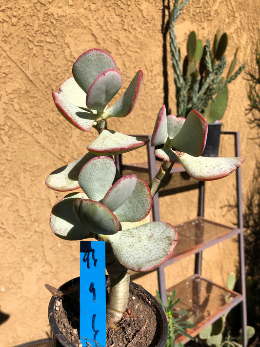 Crassula arborescens Silver Dollar Succulent 9"Tall #96B*