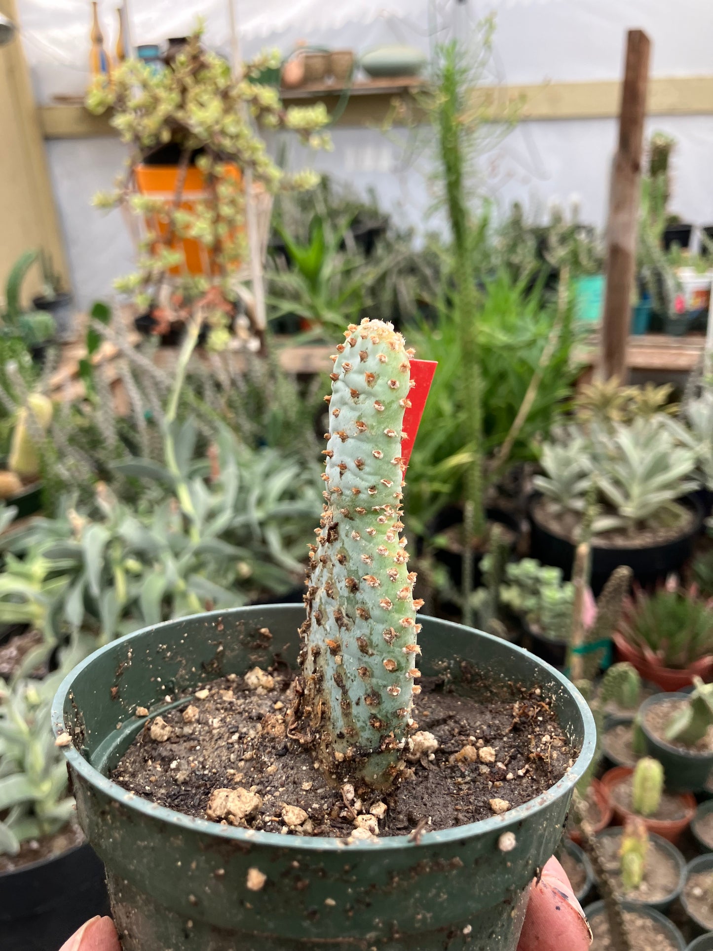 Opuntia Basilaris Beavertail Cactus 4"Tall #54R