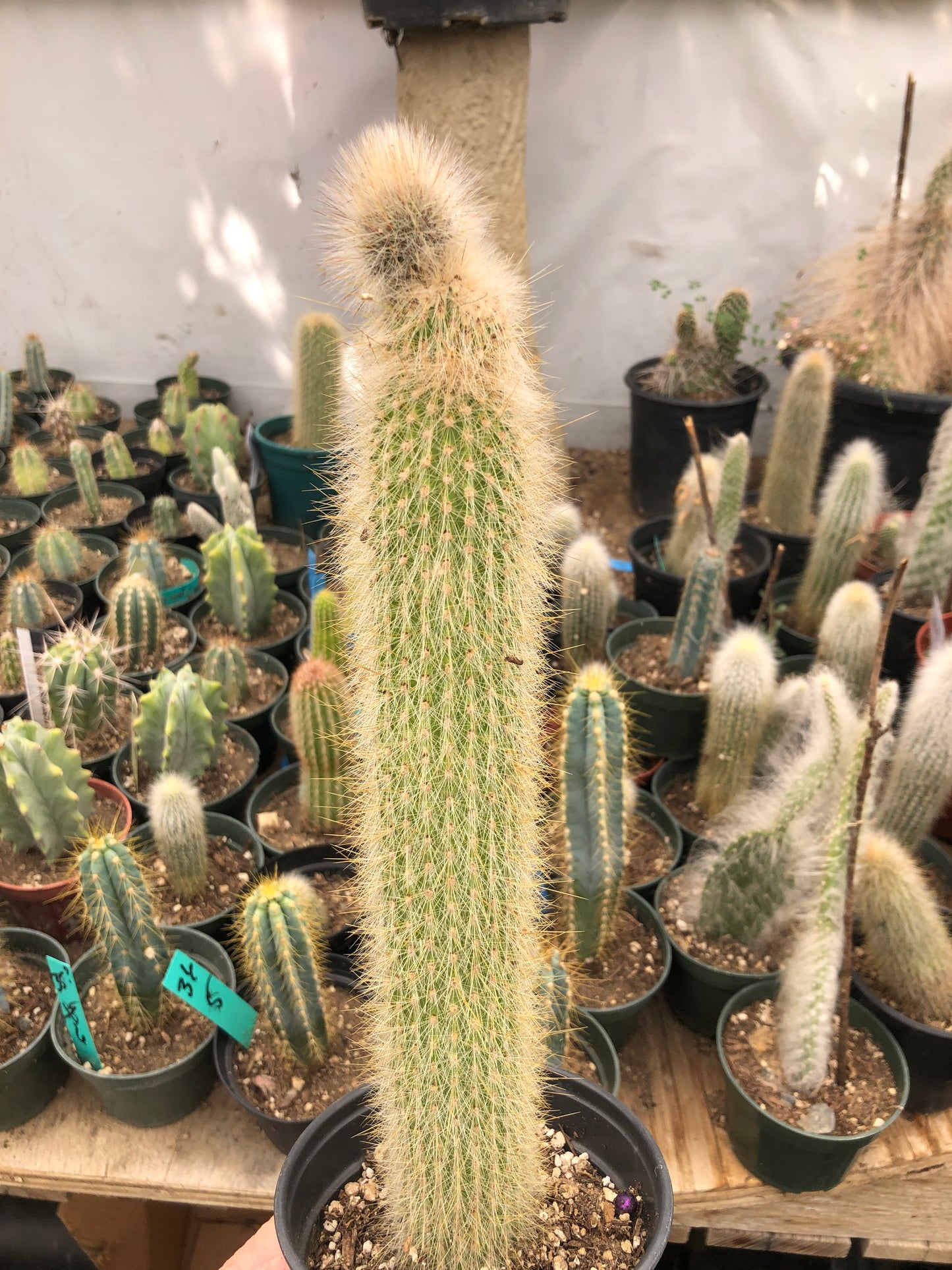 Cleistocactus Strausii Silver Torch Cactus 11”Tall #11W