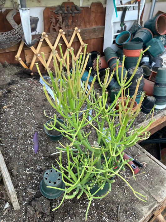 Euphorbia tirucalli Fire Stick 38"Tall 21"Wide #1R