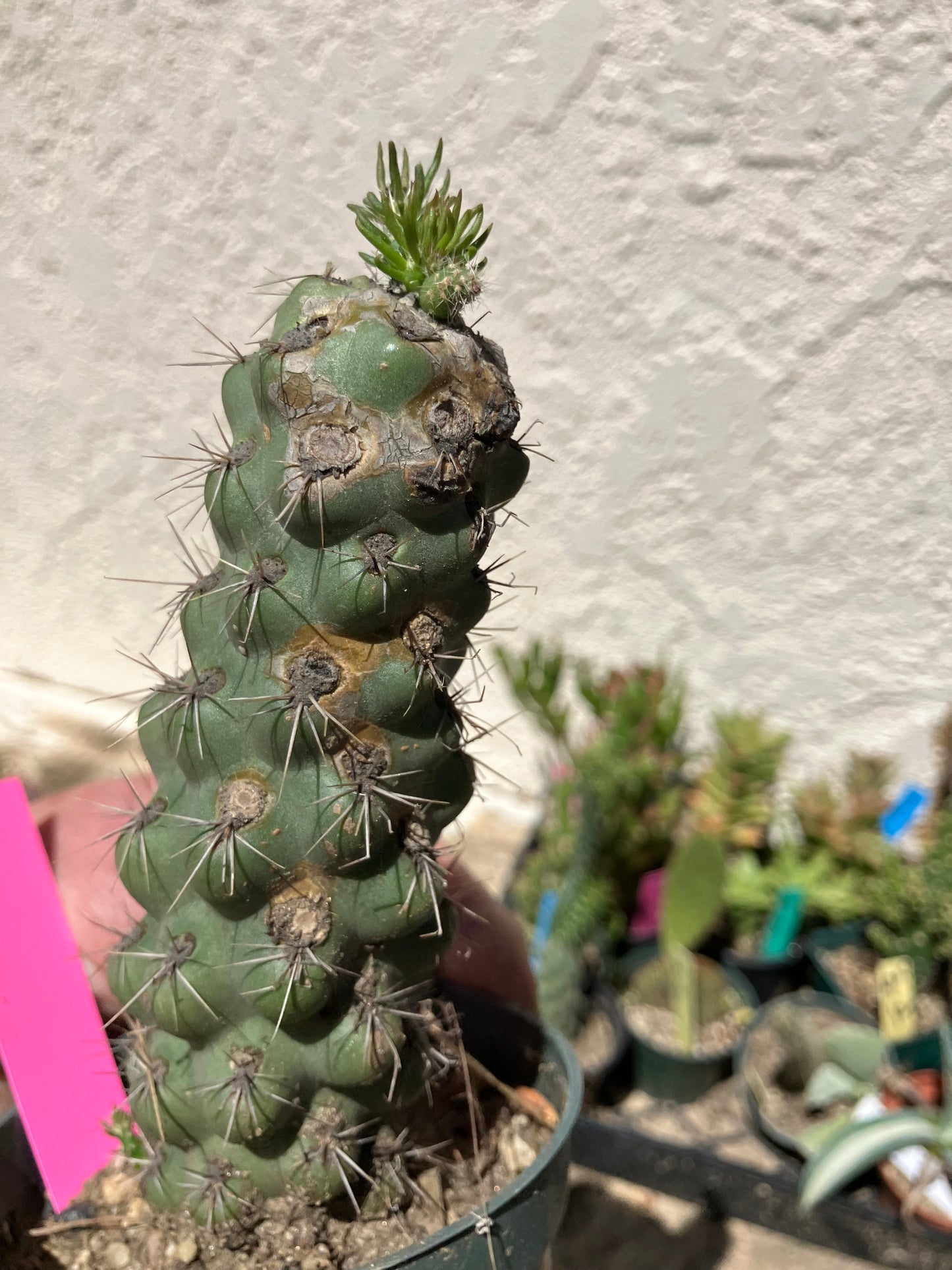 Cholla Cylindropuntia  Buckhorn 6”Tall #76P