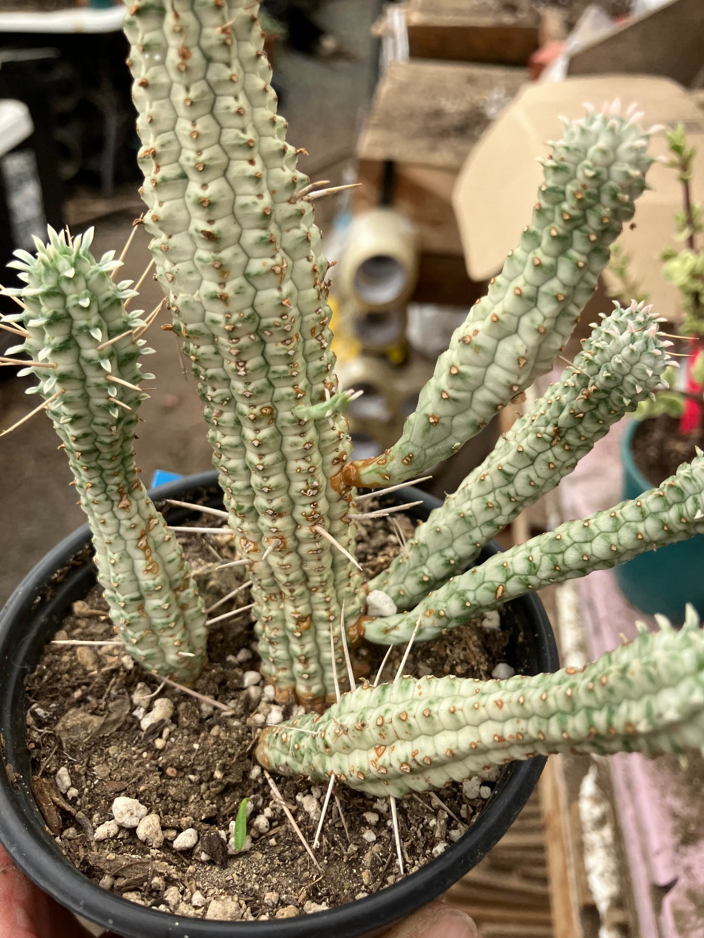 Euphorbia mammillarias variegata Corn Cob 6"Tall #5B