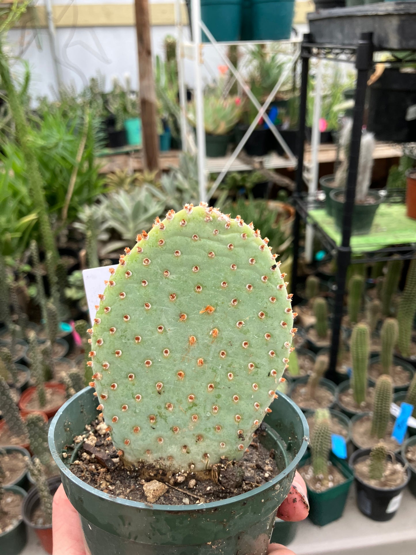 Opuntia Basilaris Beavertail Cactus 4.5"Tall #450W