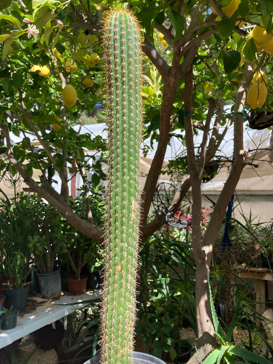 Golden Torch Cactus - Trichocereus spachianus 25" Tall #250W