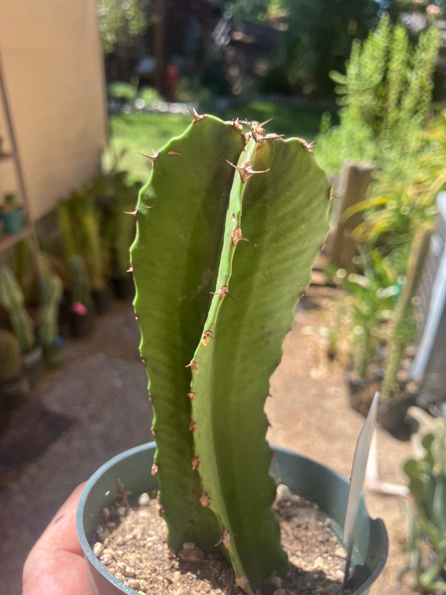 Euphorbia ingens Candelabra Tree Chocolate Drop 5.5”Tall #551W