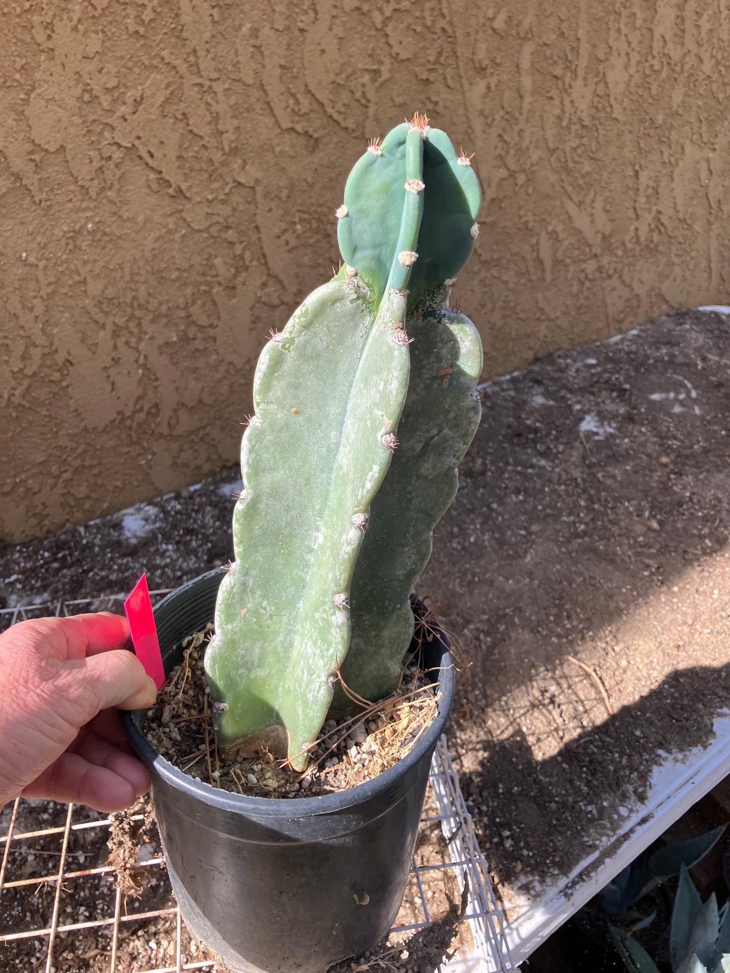 Cereus Peruvianus  Night Blooming 12"Tall  #120P