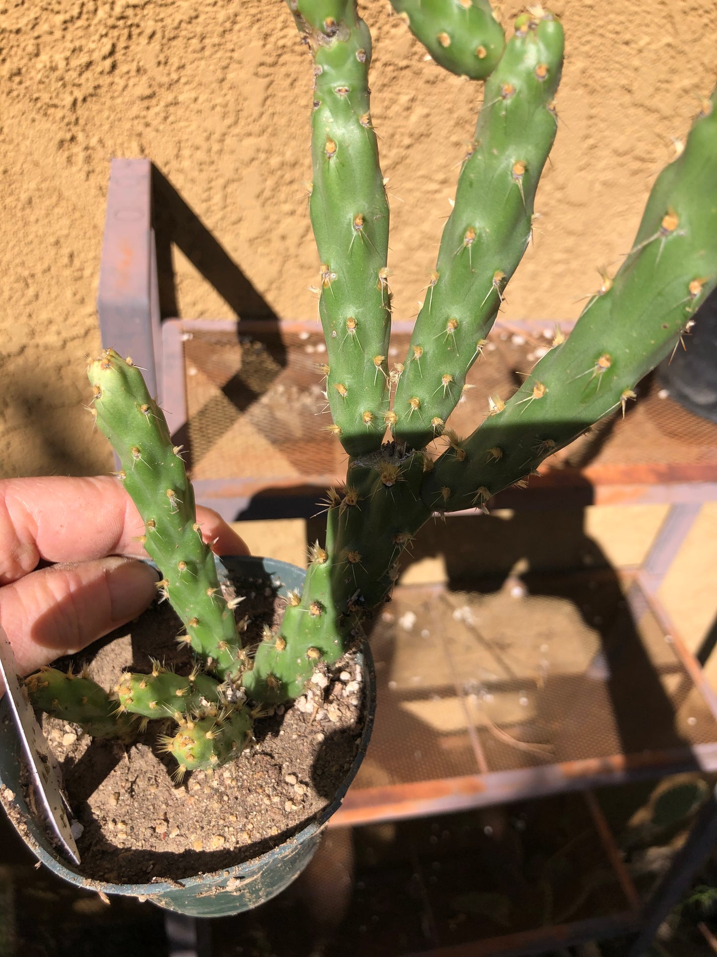 Cholla Cylindropuntia  Buckhorn Cactus 14”Tall #14W