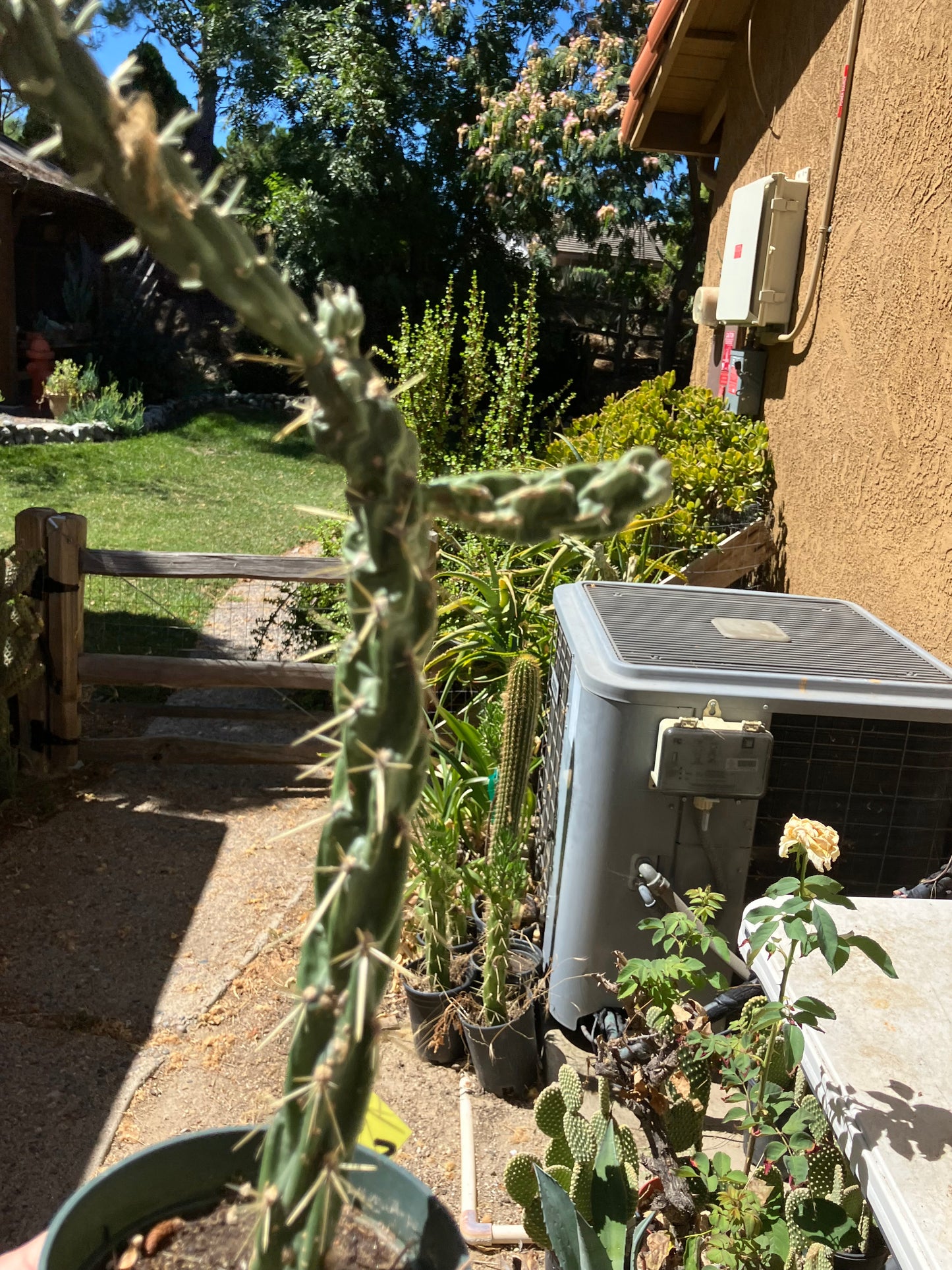 Cholla Cylindropuntia  Buckhorn  Cactus 10”Tall #47Y