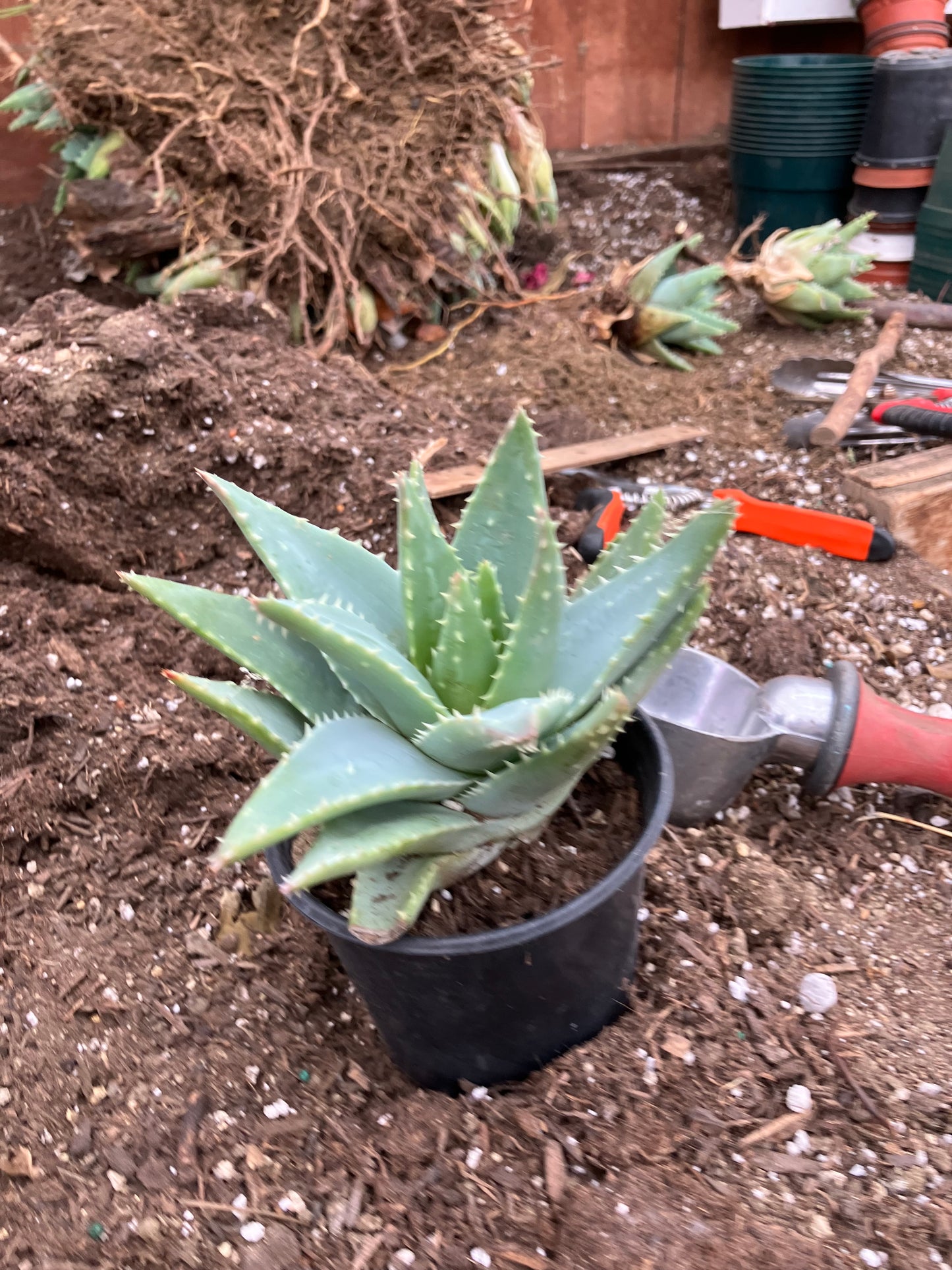 Aloe Brevifolia Short Leaf Aloe  Succulent 5" Wide #91G