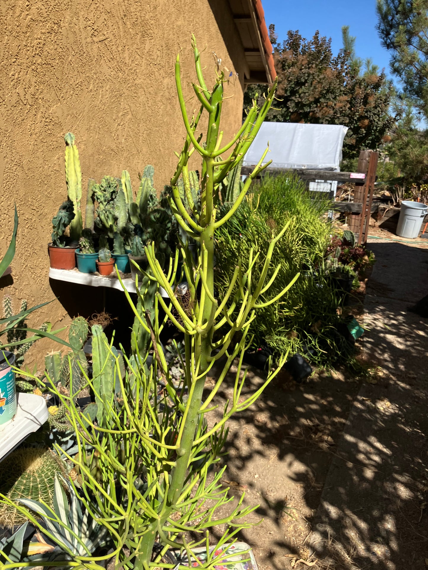 Euphorbia tirucalli Pencil Cactus/Succulent 38"Tall 20"Wide #20W