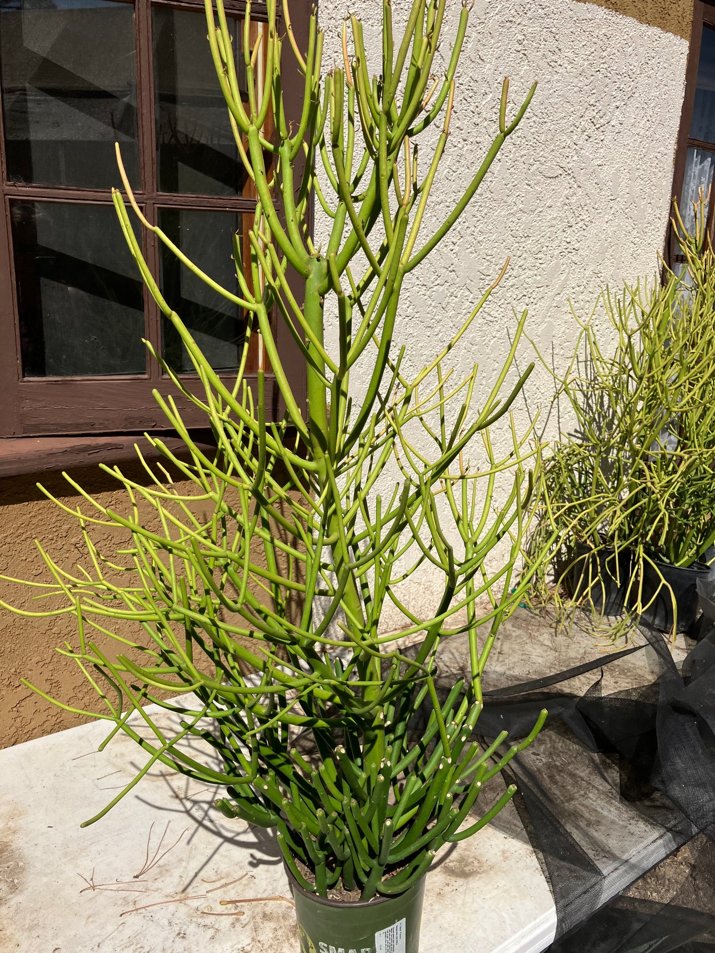 Euphorbia tirucalli Pencil Cactus/Succulent 38"Tall 20"Wide #114W