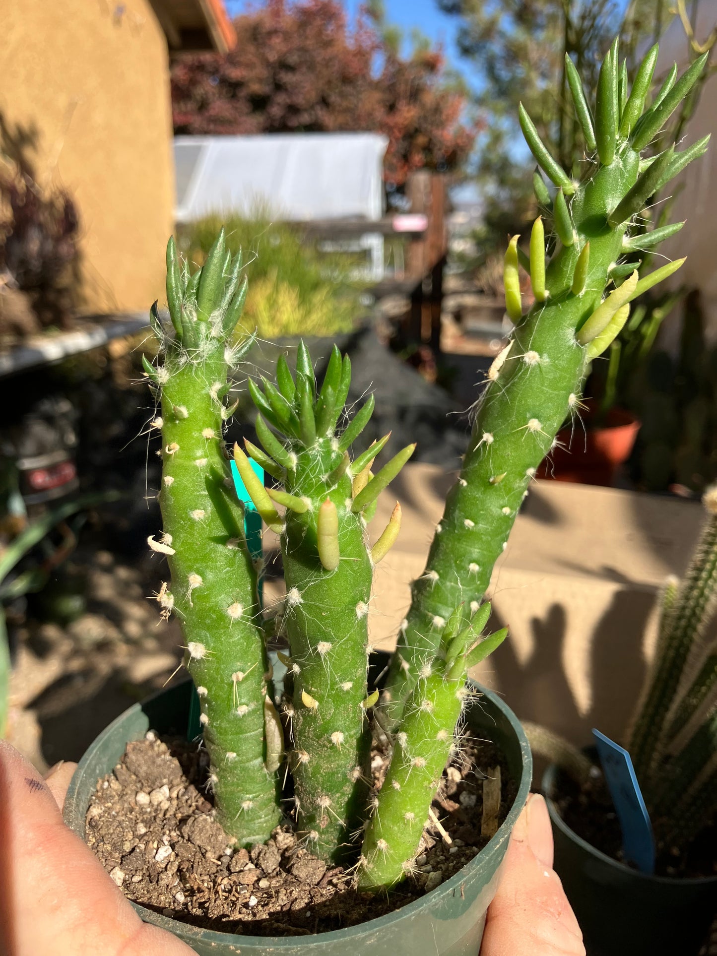 Austrocylindropuntia Cactus Gumbi Mini Eve's Needle 5"Tall #600G