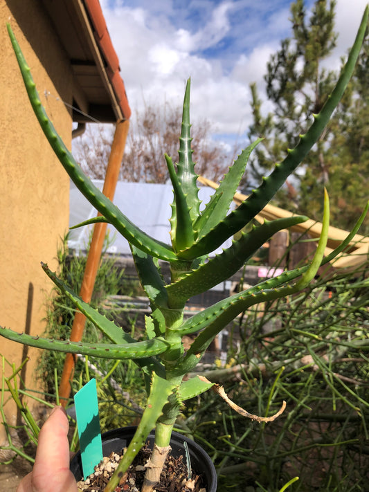 Aloe congolensis Congo Hybrid Succulent 10”Tall #92G