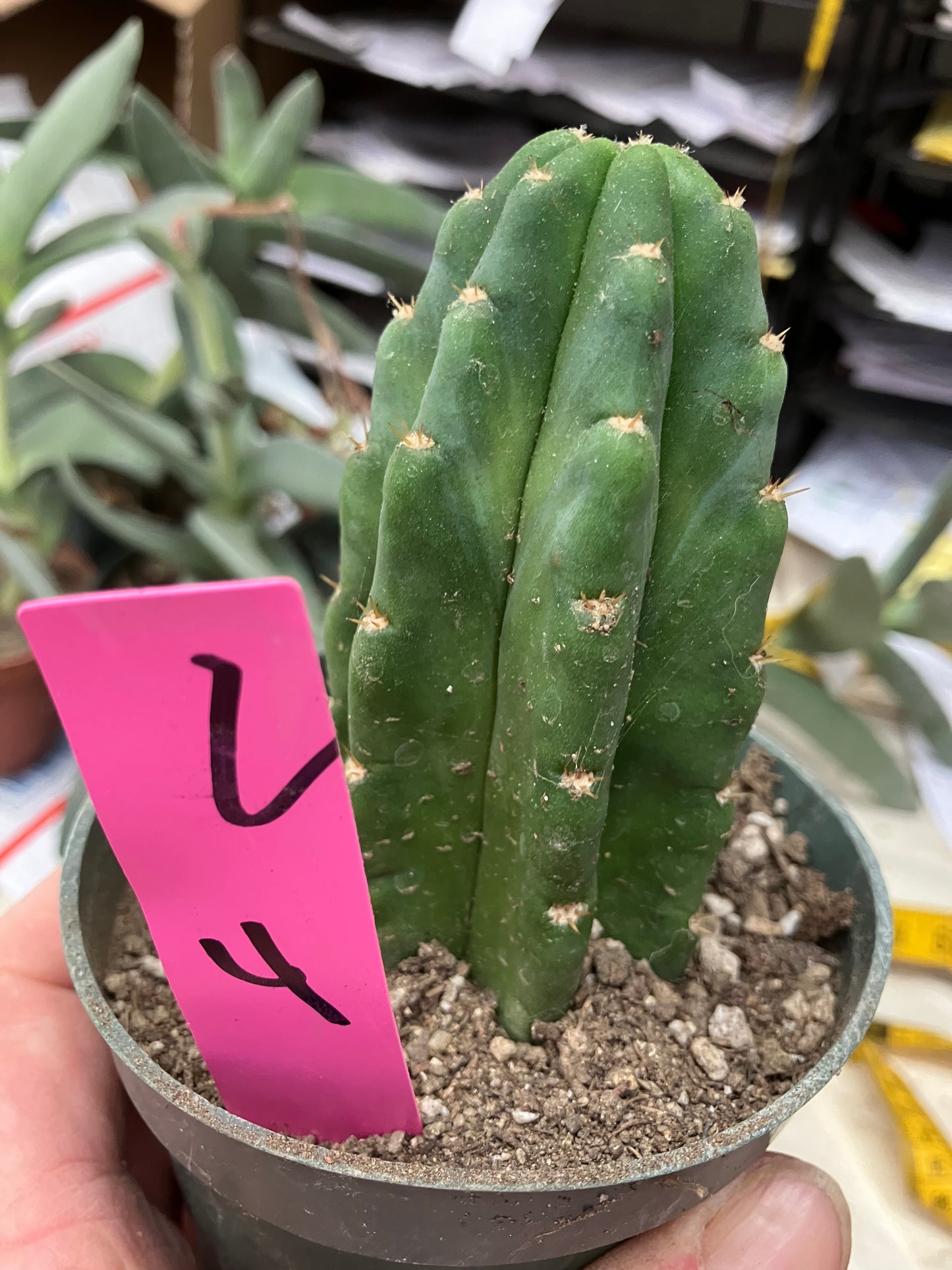 San Pedro Cactus  Trichocereus pachanoi 4"Tall #2P