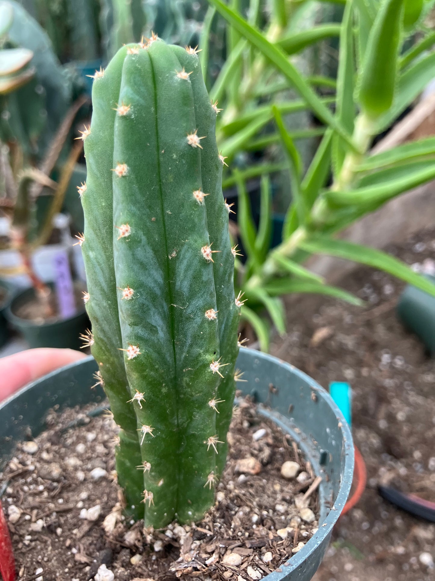 San Pedro Cactus - Trichocereus pachanoi 4.5"Tall #1R