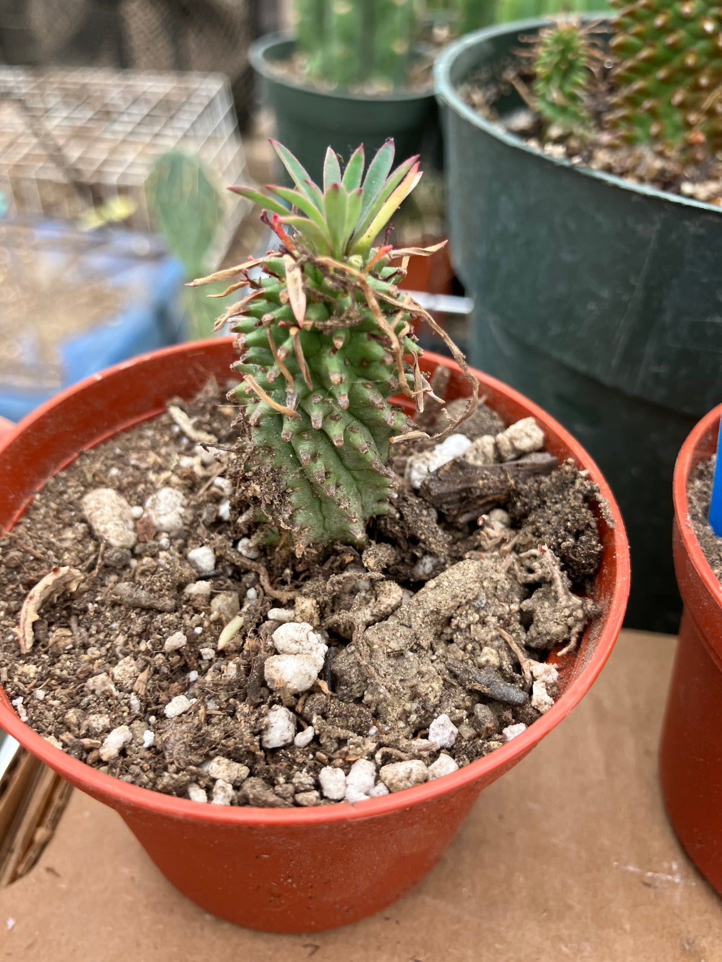 Euphorbia Twinkle Twirl  2" Tall #203P