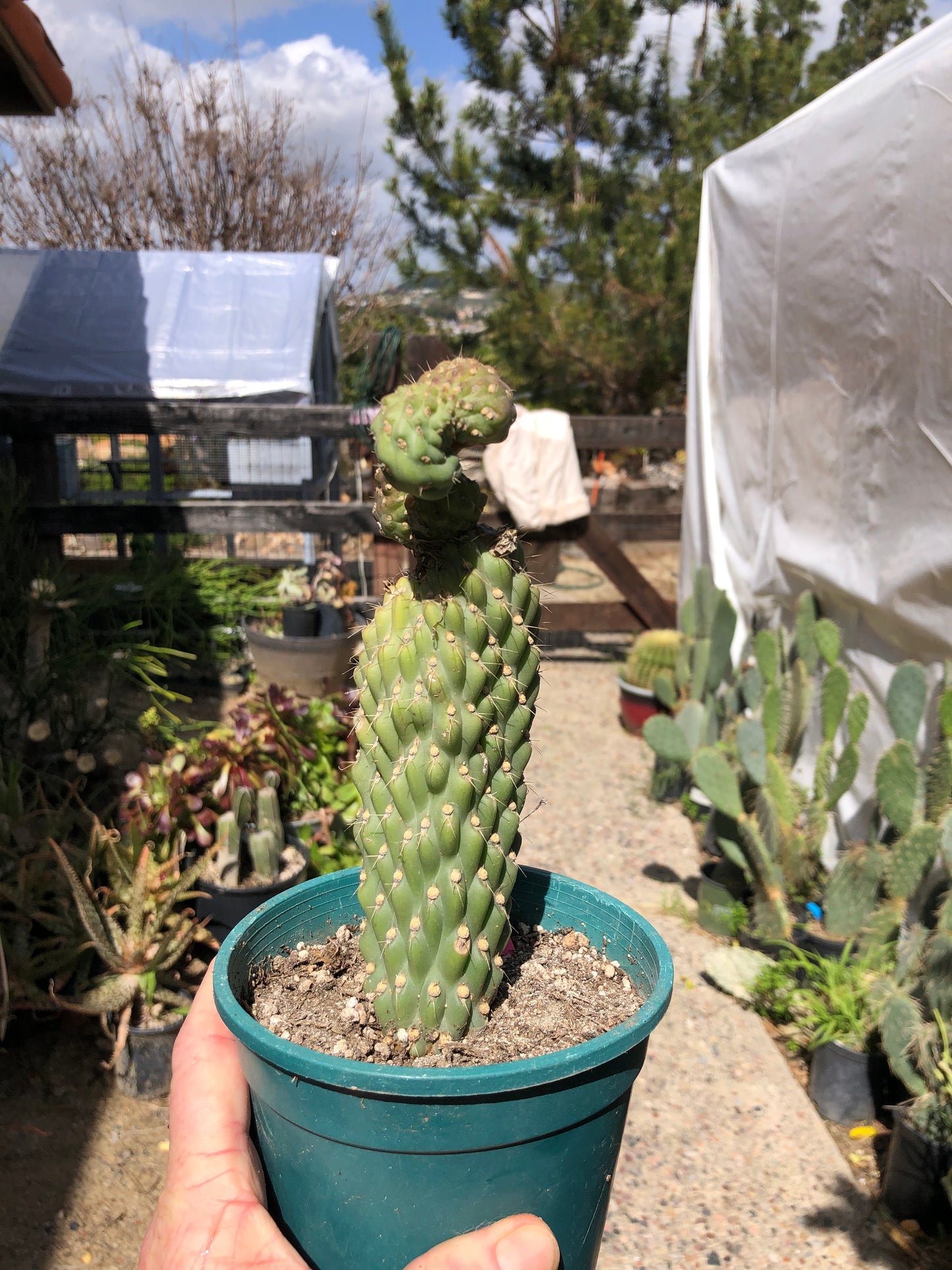 Cylindropuntia fulgida Cholla Boxing Glove Cactus Crest 8”Tall #8P