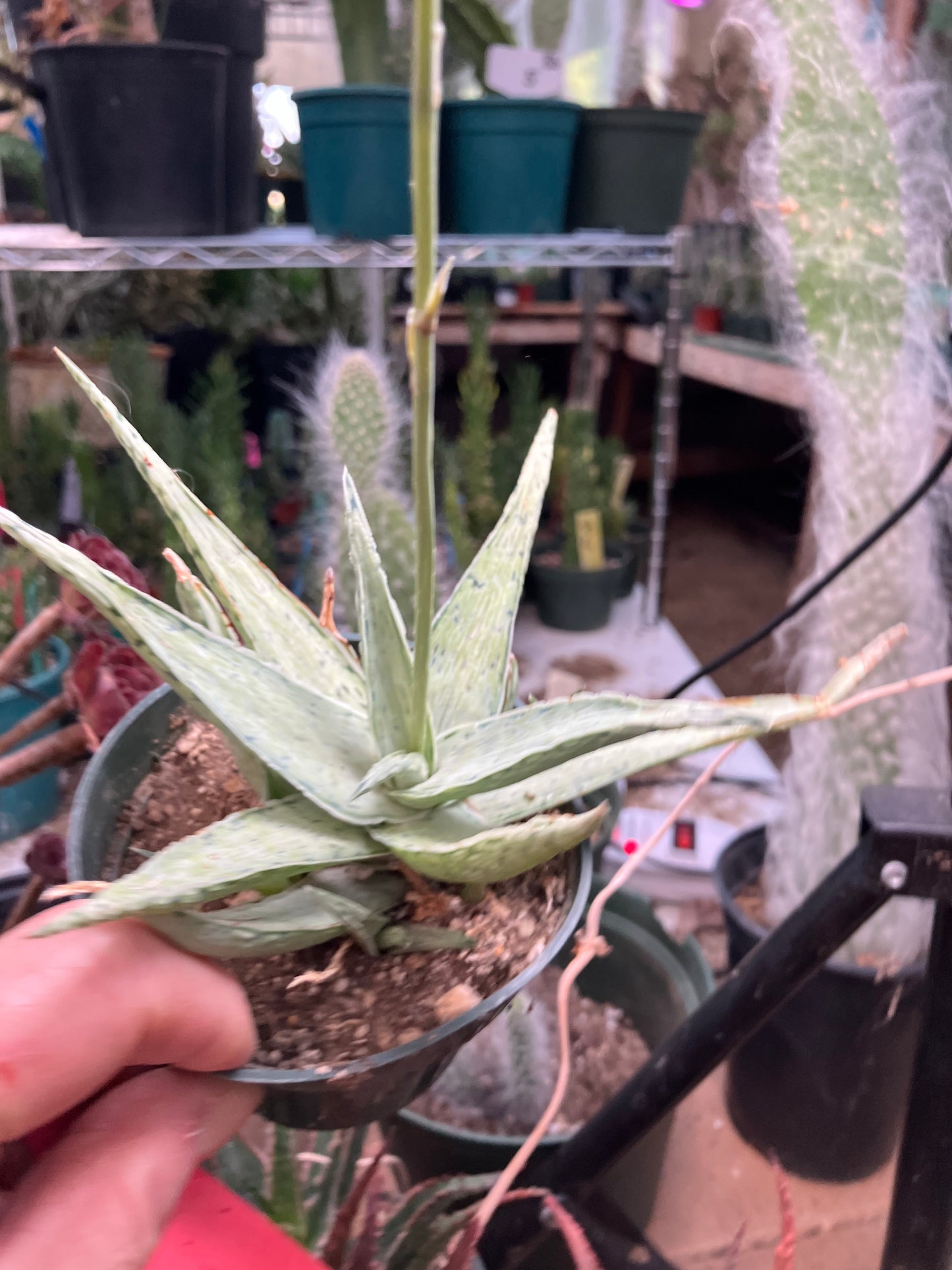 Aloe Hybrid Snow Drift Succulent 6”Wide #60R