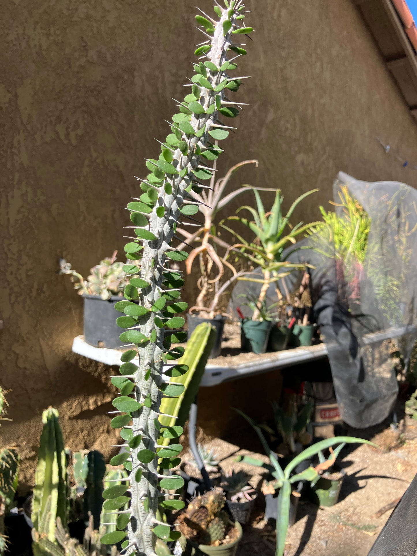 False Ocotillo Alluaudia Procera 16”Tall #16Y