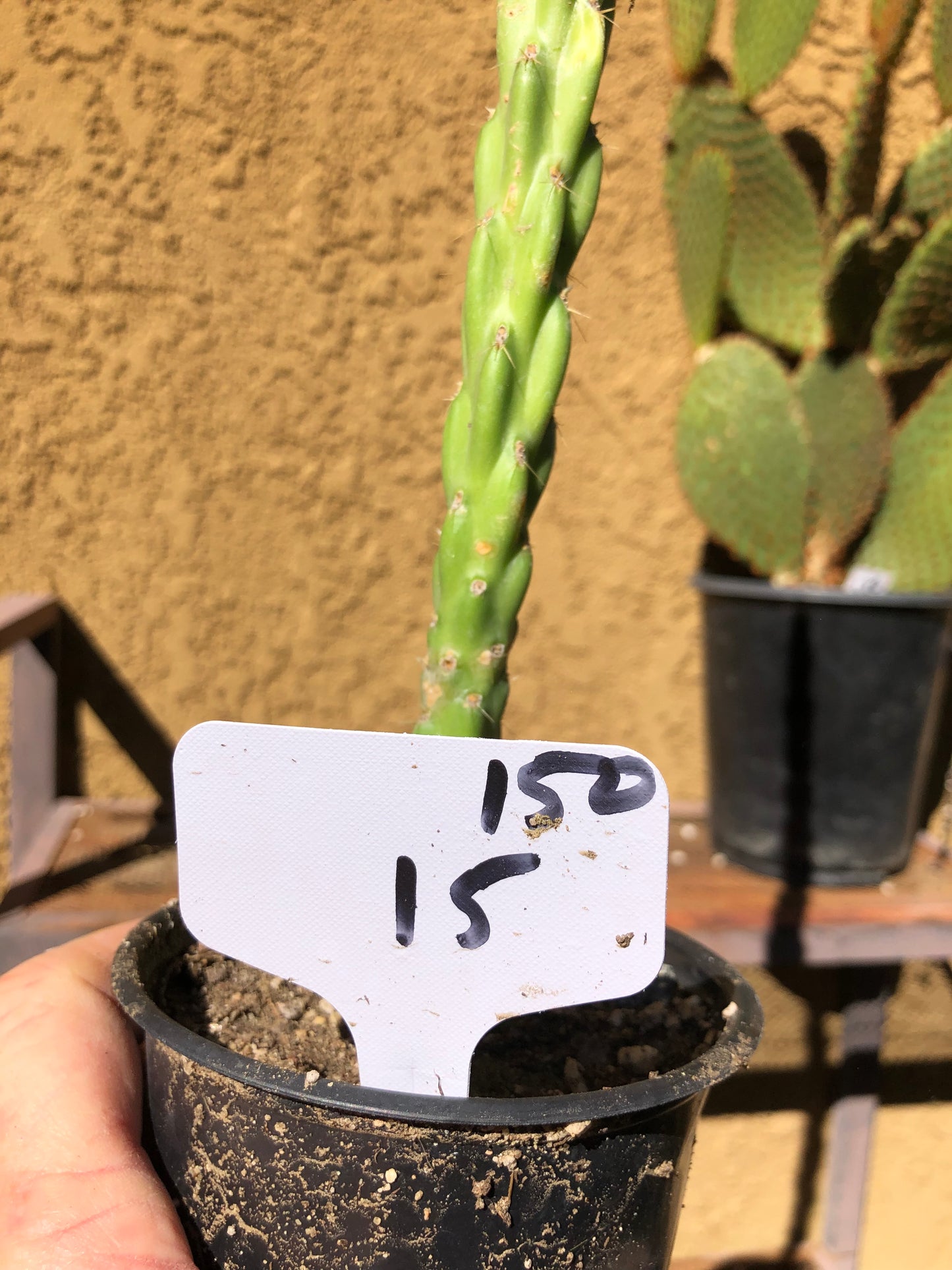 Cholla Cylindropuntia  Buckhorn Cactus 15”Tall #150W