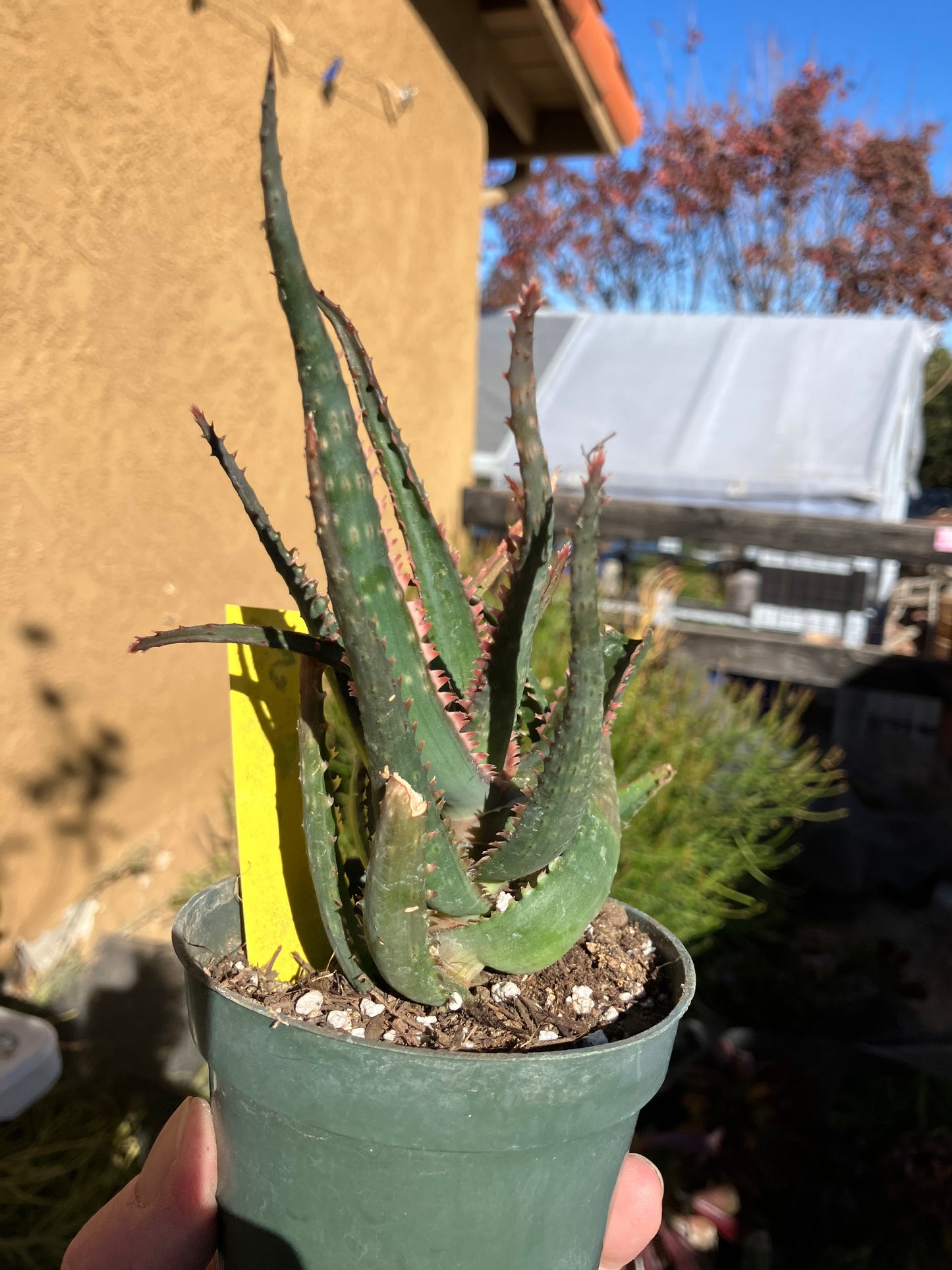 Aloe  Swordfish Succulent 6" Wide #5Y