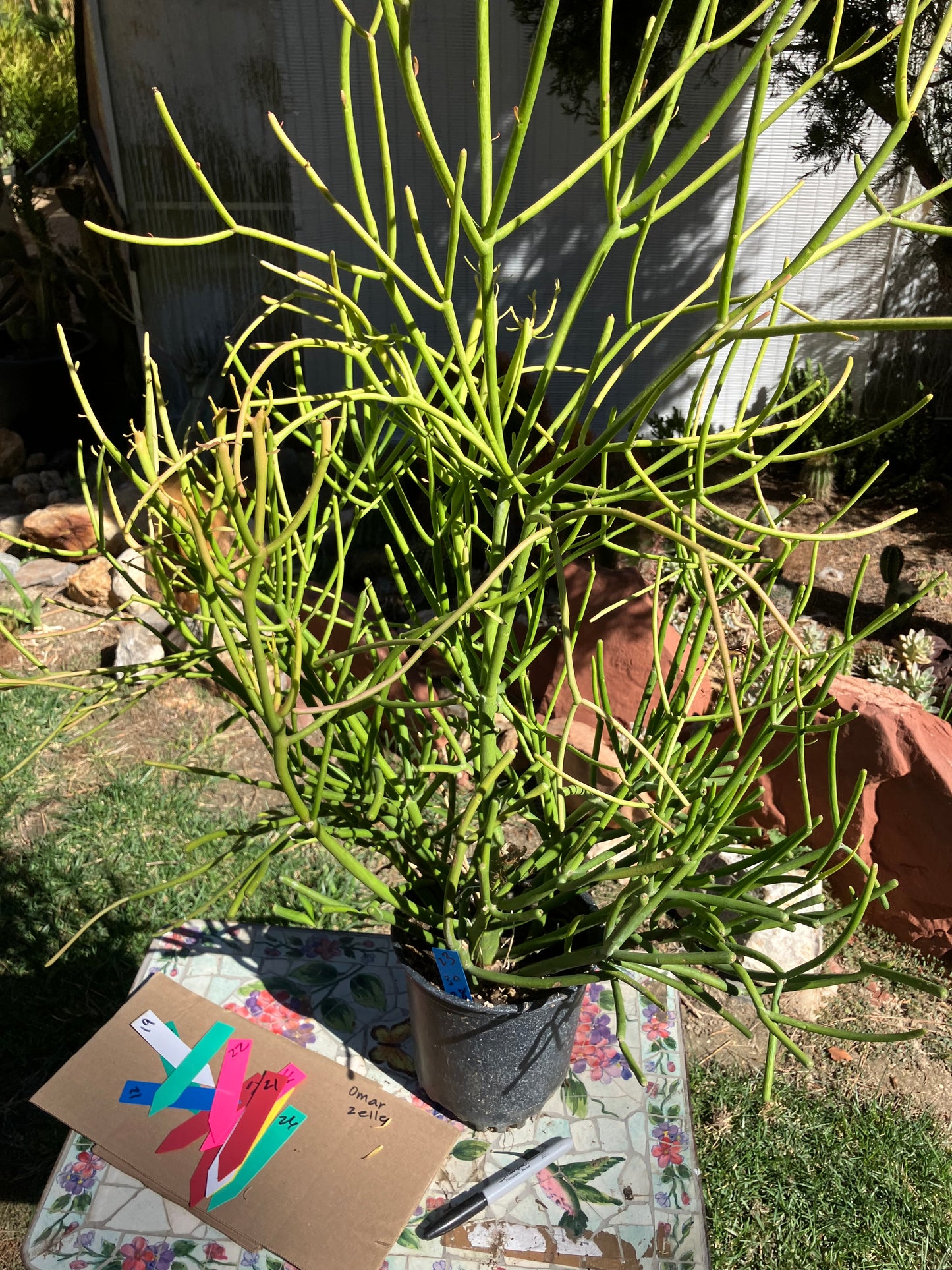 Euphorbia tirucalli Pencil Cactus/Succulent 40"Tall 27"Wide #25B