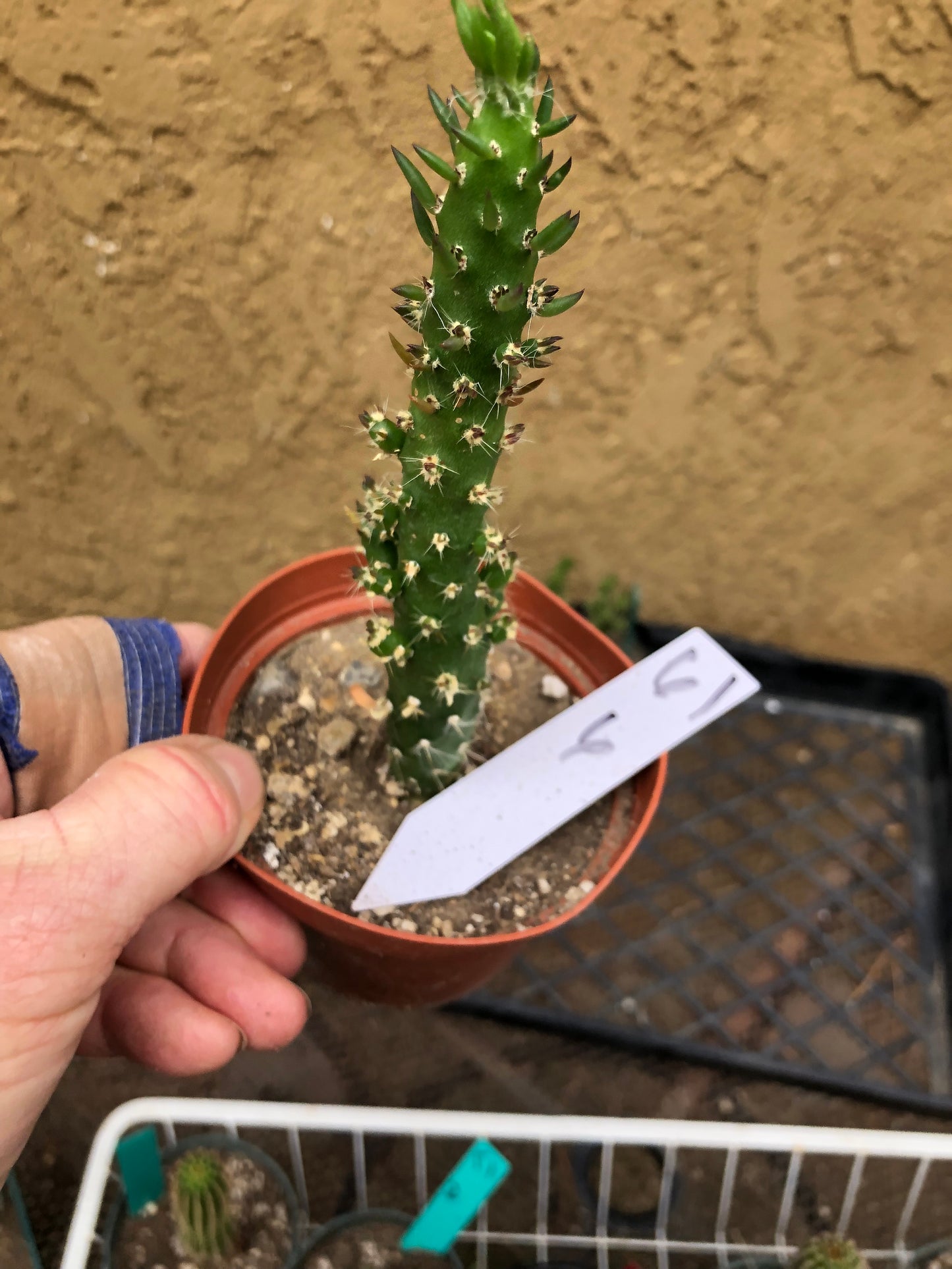 Austrocylindropuntia Cactus Gumbi Mini Eve's Needle 6"Tall #61W