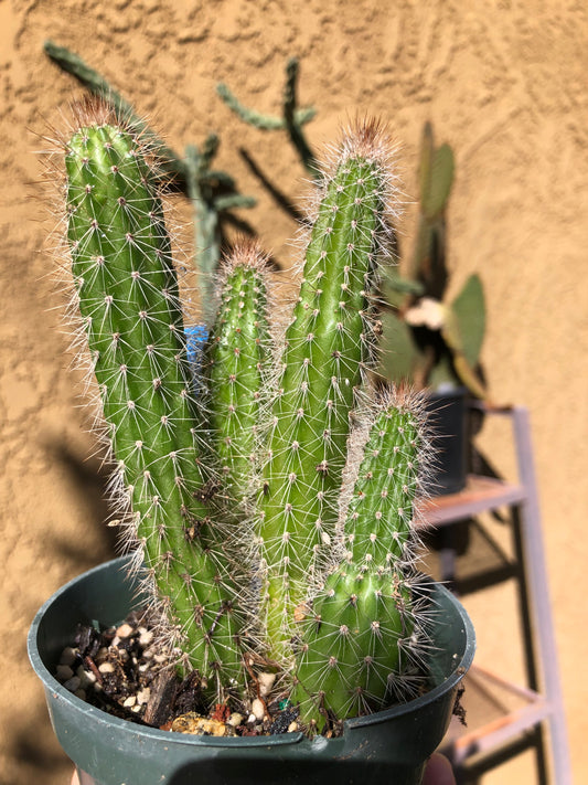 Echinocereus pensilis Snake Cactus Plant 6"Tall #60B