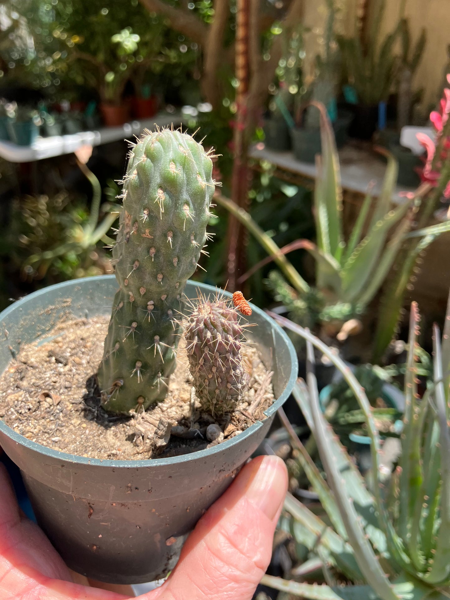 Cylindropuntia fulgida Cholla Boxing Glove Cactus Crest 3.5"Tall #355B