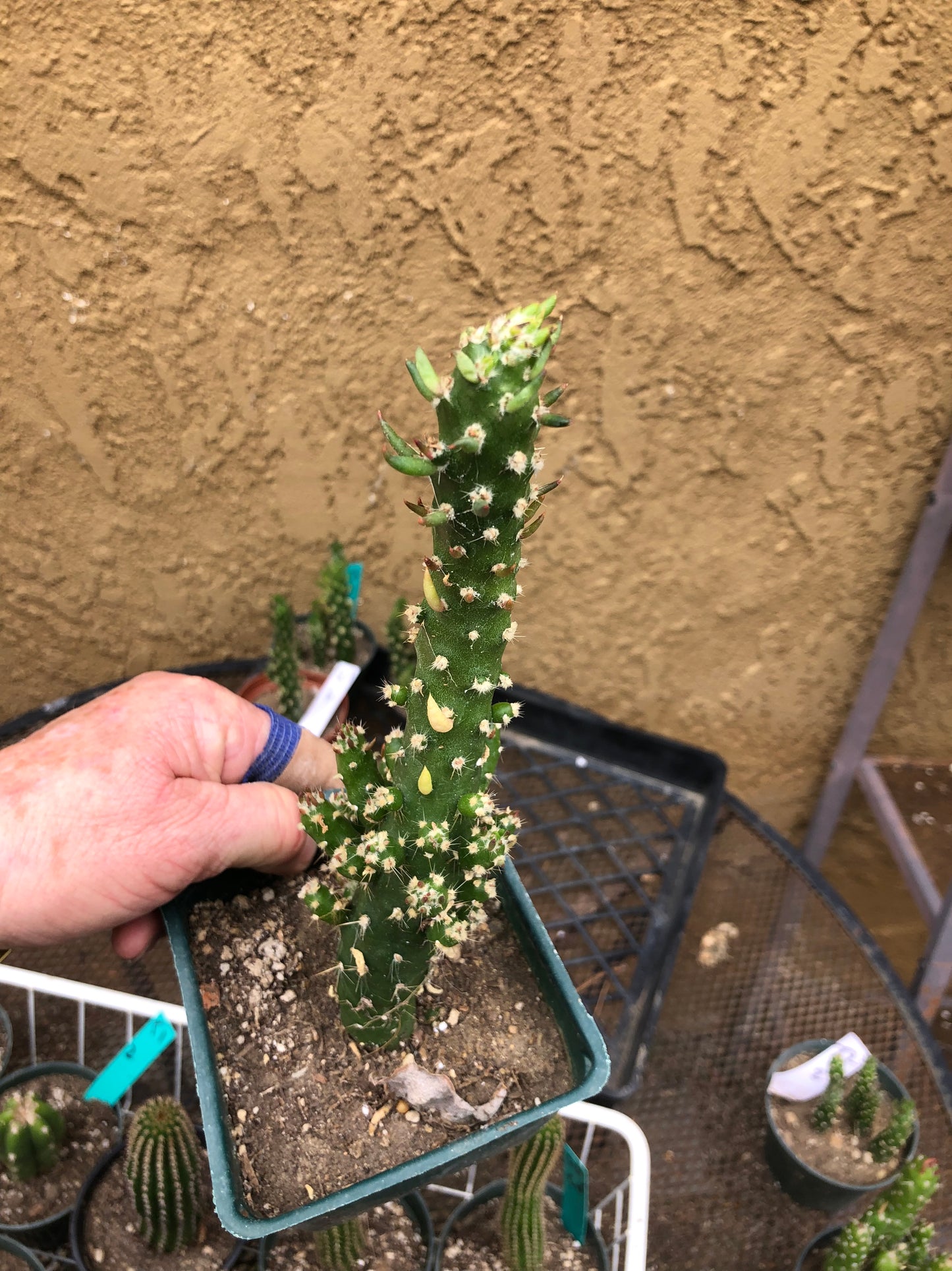 Austrocylindropuntia Cactus Gumbi Mini Eve's Needle 9"Tall #90Y