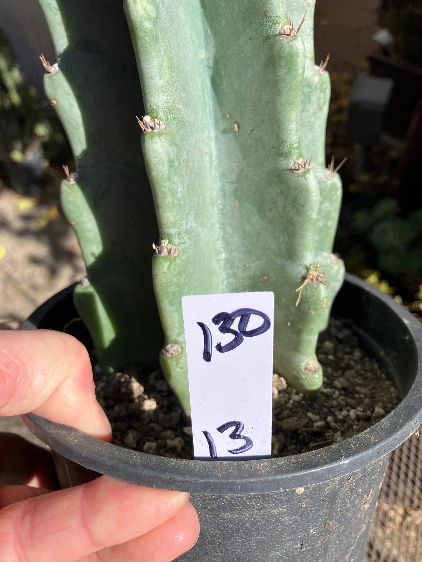 Cereus Peruvianus Night Blooming 13”Tall #130W