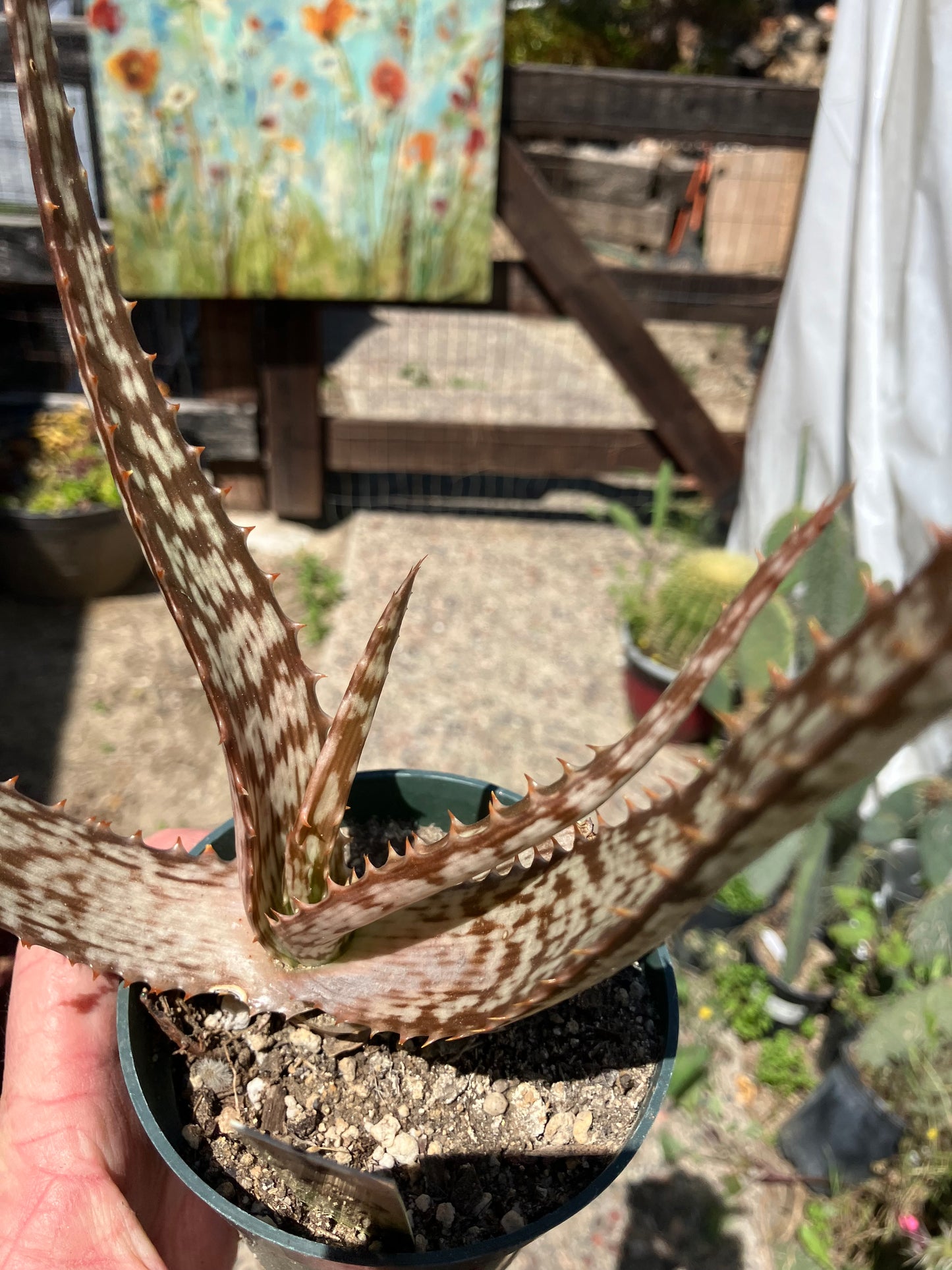 Aloe~ Tiger Stripe Aloe Hybrid 8" Wide #1Y