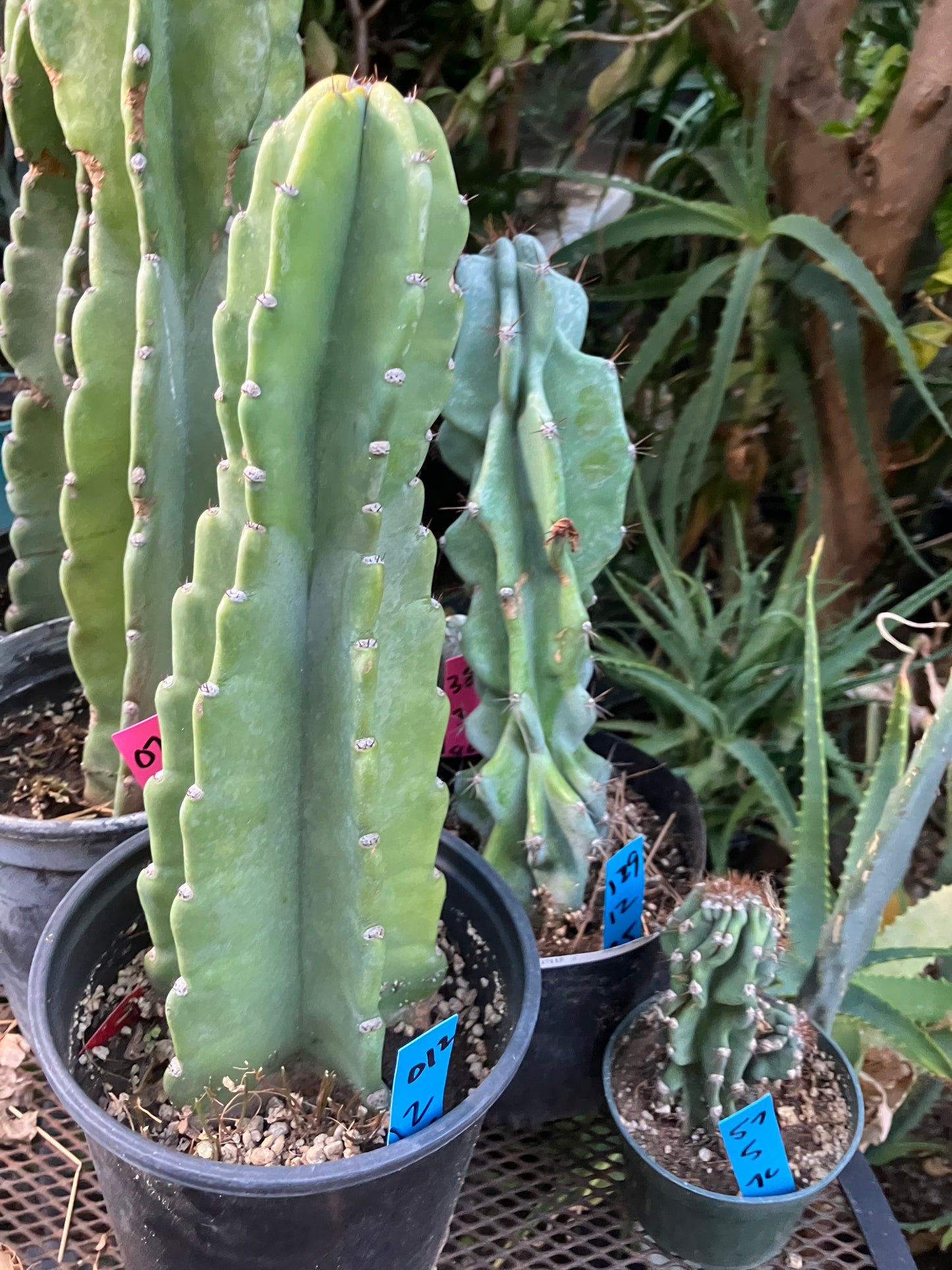 Cereus Peruvianus Night Blooming 12"Tall #012B