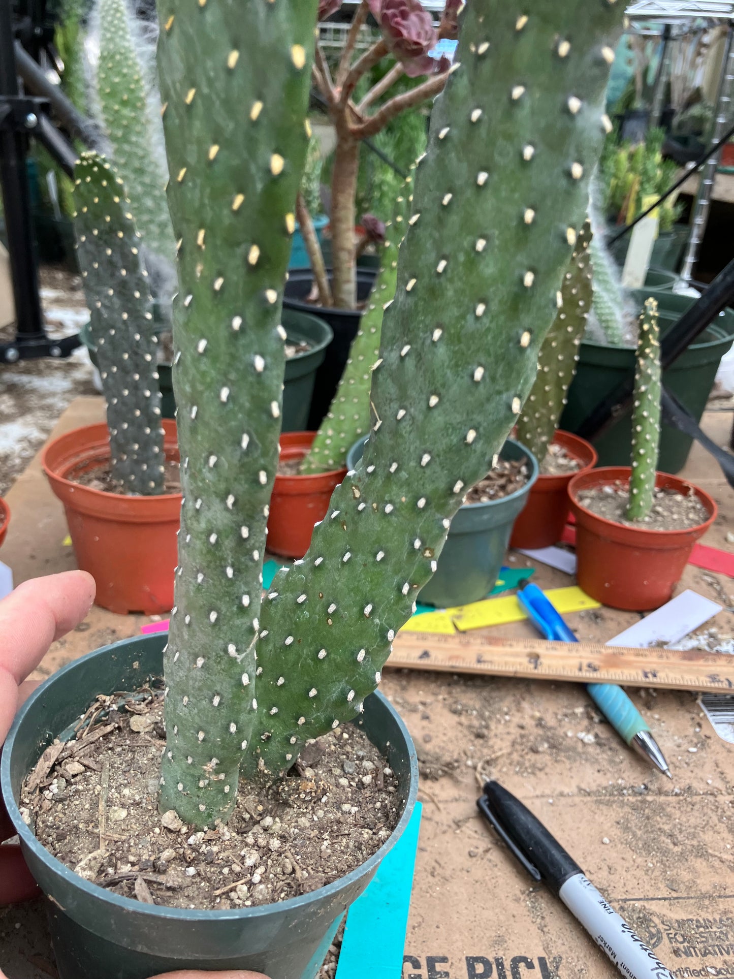 Opuntia Consolea elata Ground Crawler Cactus 9"Tall #89G