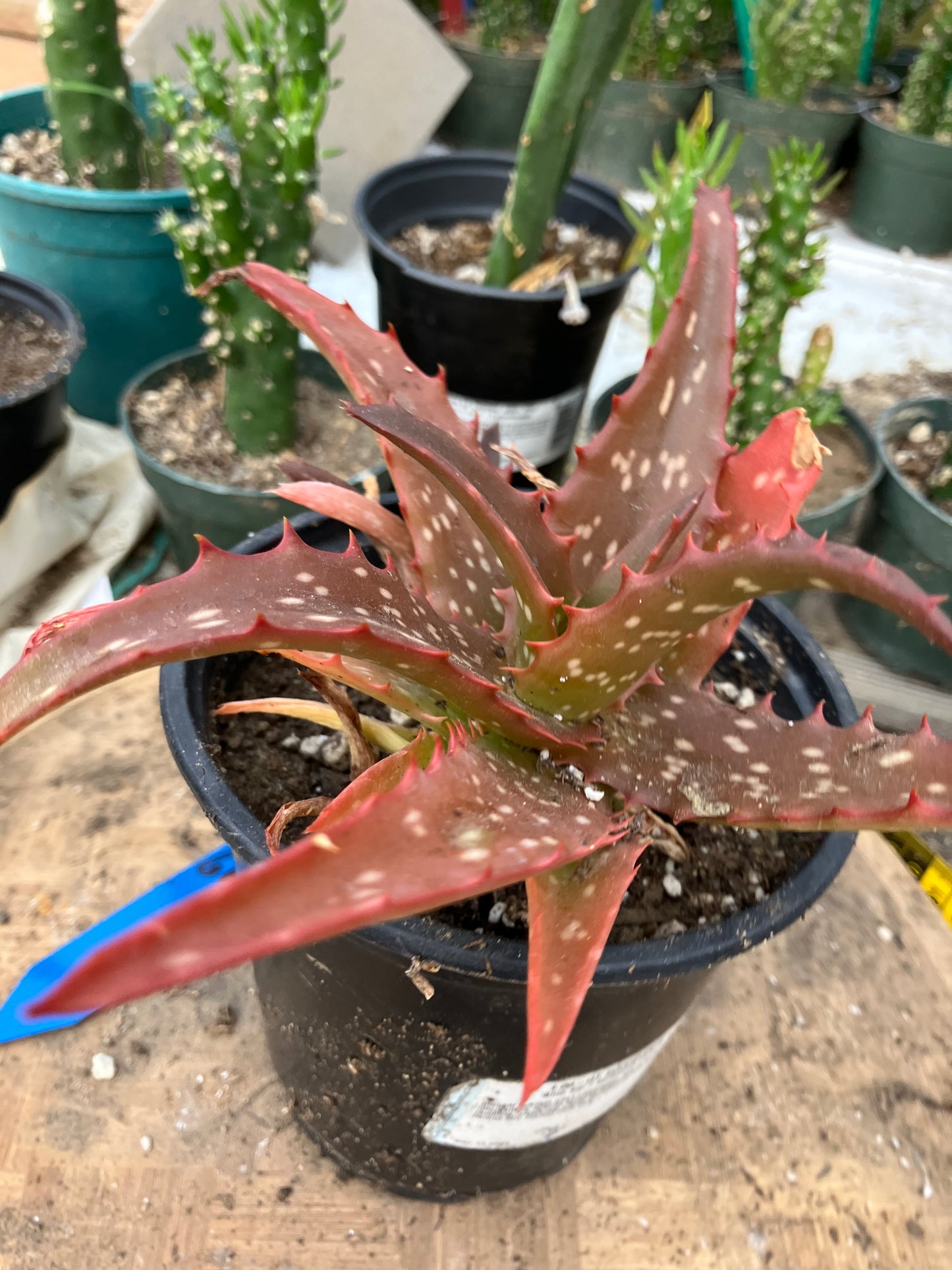 Aloe Hybrid Night Sky Reddens with Extreme temps 6"Wide This Exact Plant #22Y