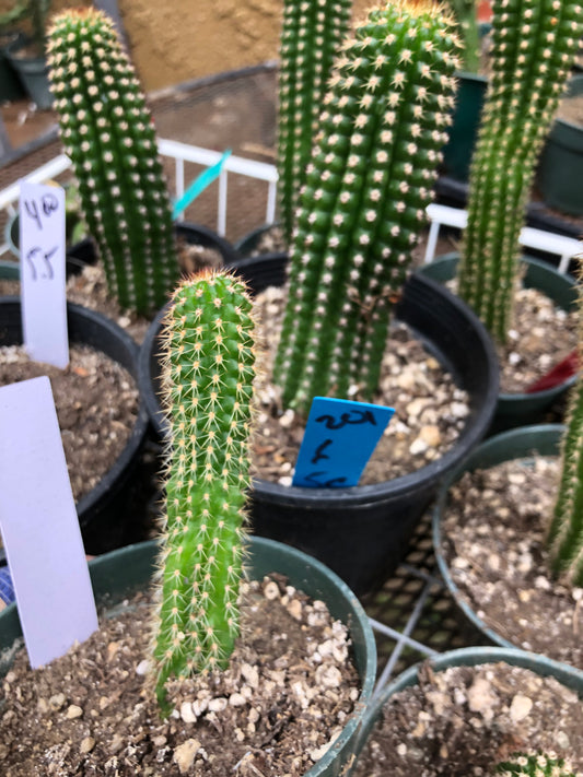 Trichocereus brevispinulosus Indian Comb Cactus 4.5"Tall #45W