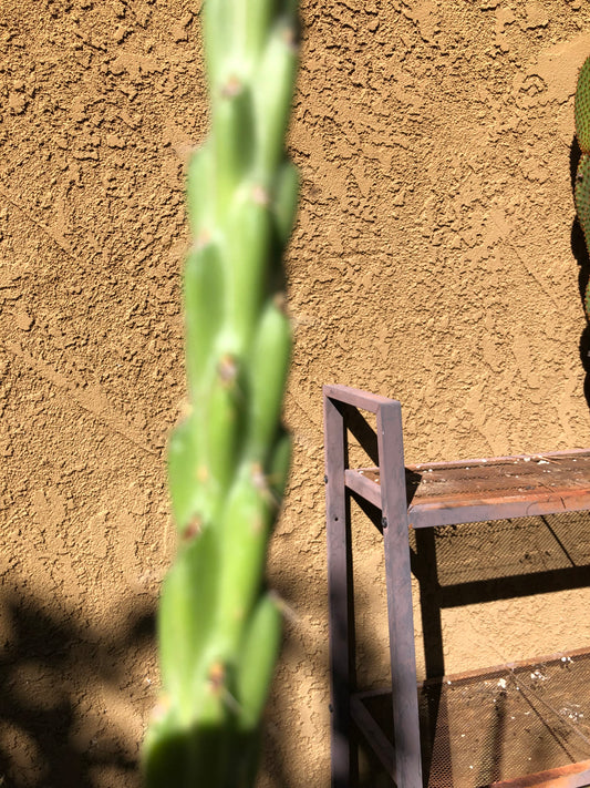 Cholla Cylindropuntia  Buckhorn Cactus 15”Tall #150W