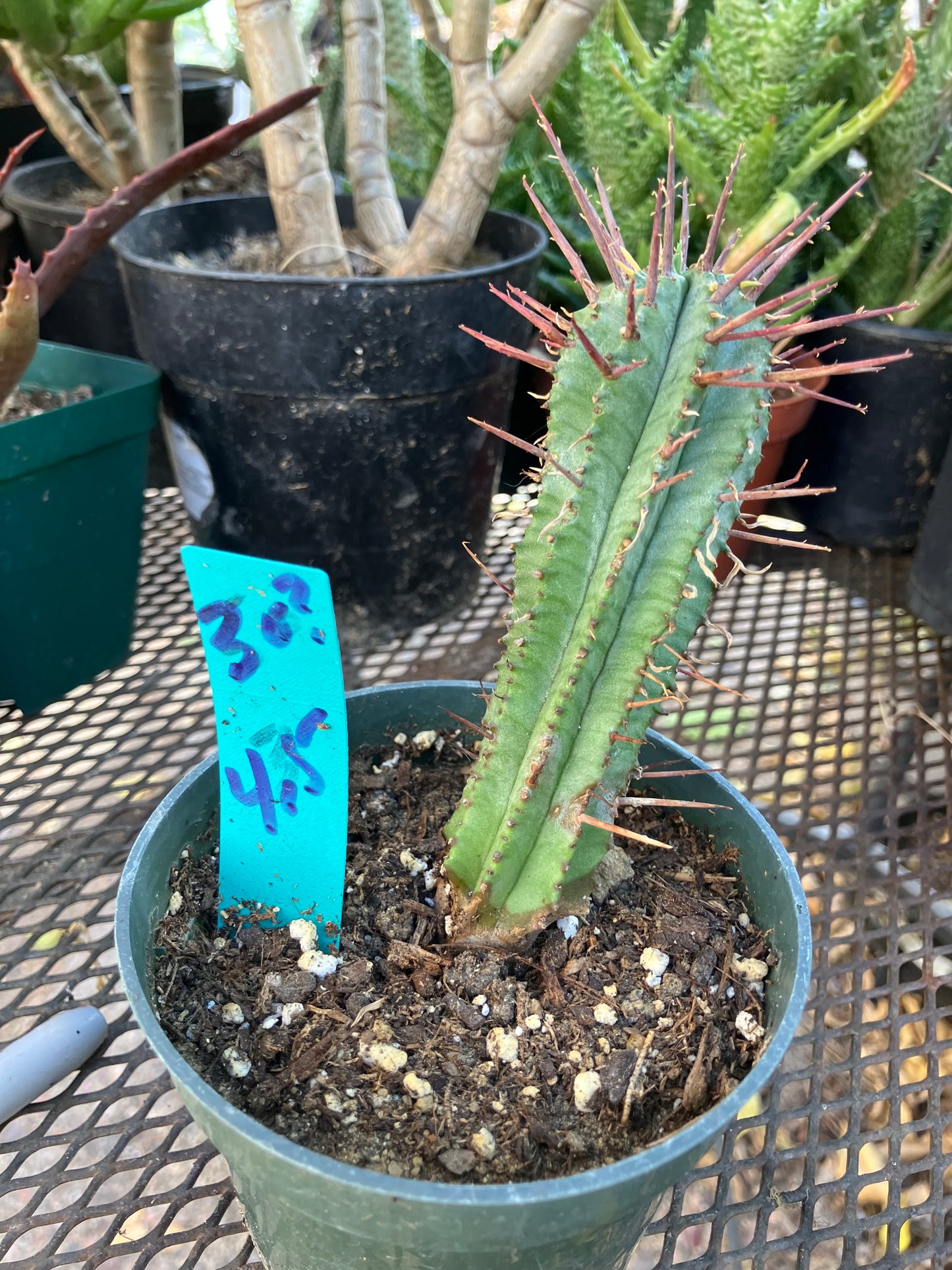 Euphorbia Horrida Noorsveldensis 4.5" Tall #30G