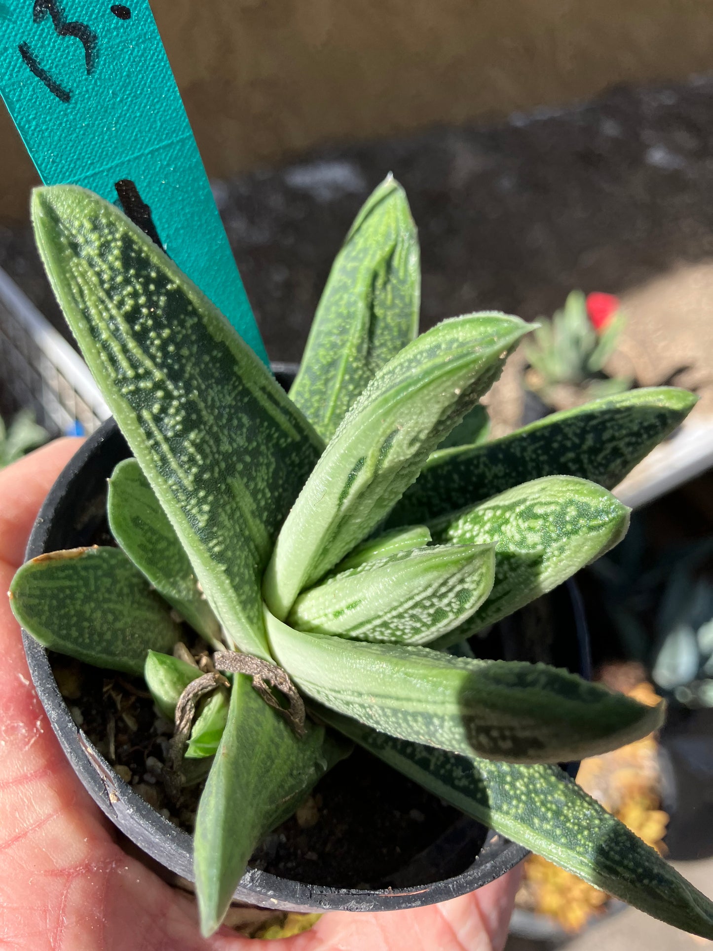 Gasteria Succulent Little Warty 4”Wide #13G