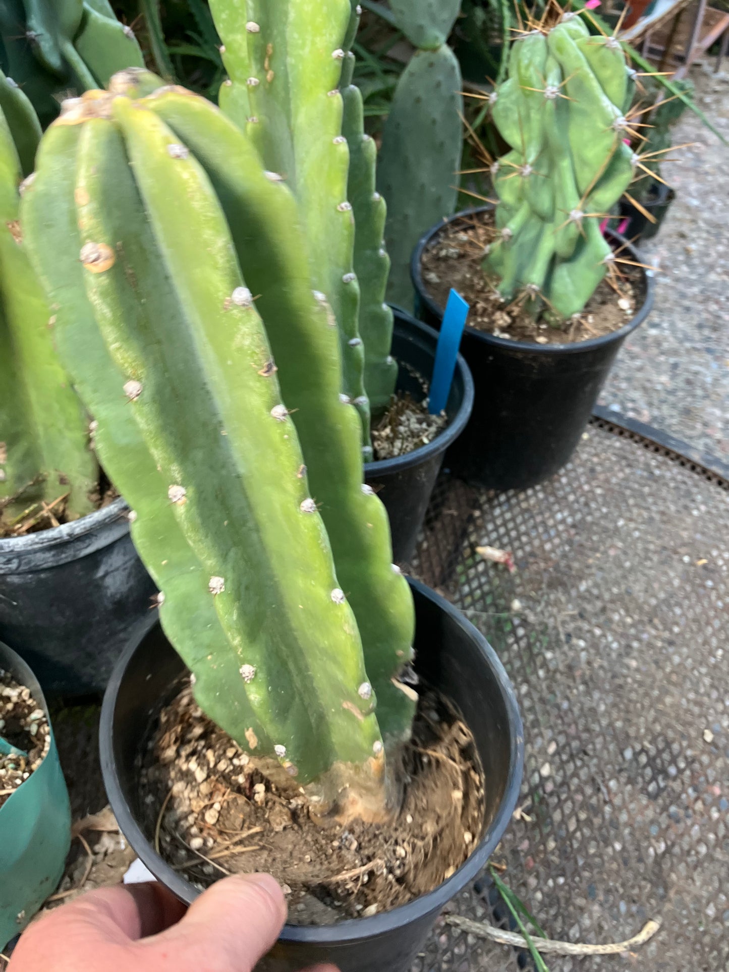 Cereus Peruvianus Night Blooming 11"Tall #110B