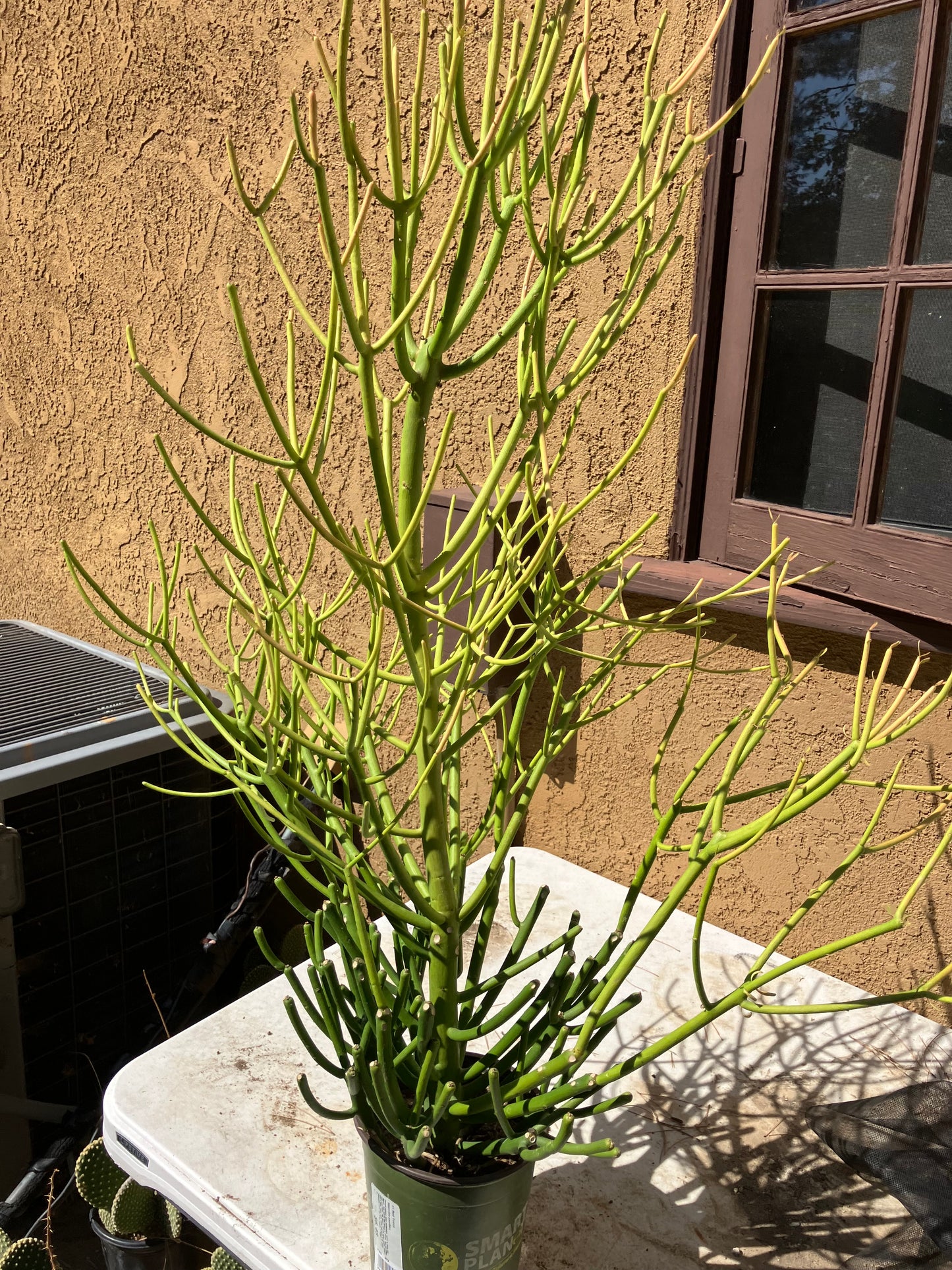 Euphorbia tirucalli Pencil Cactus/Succulent 38"Tall 20"Wide #114W