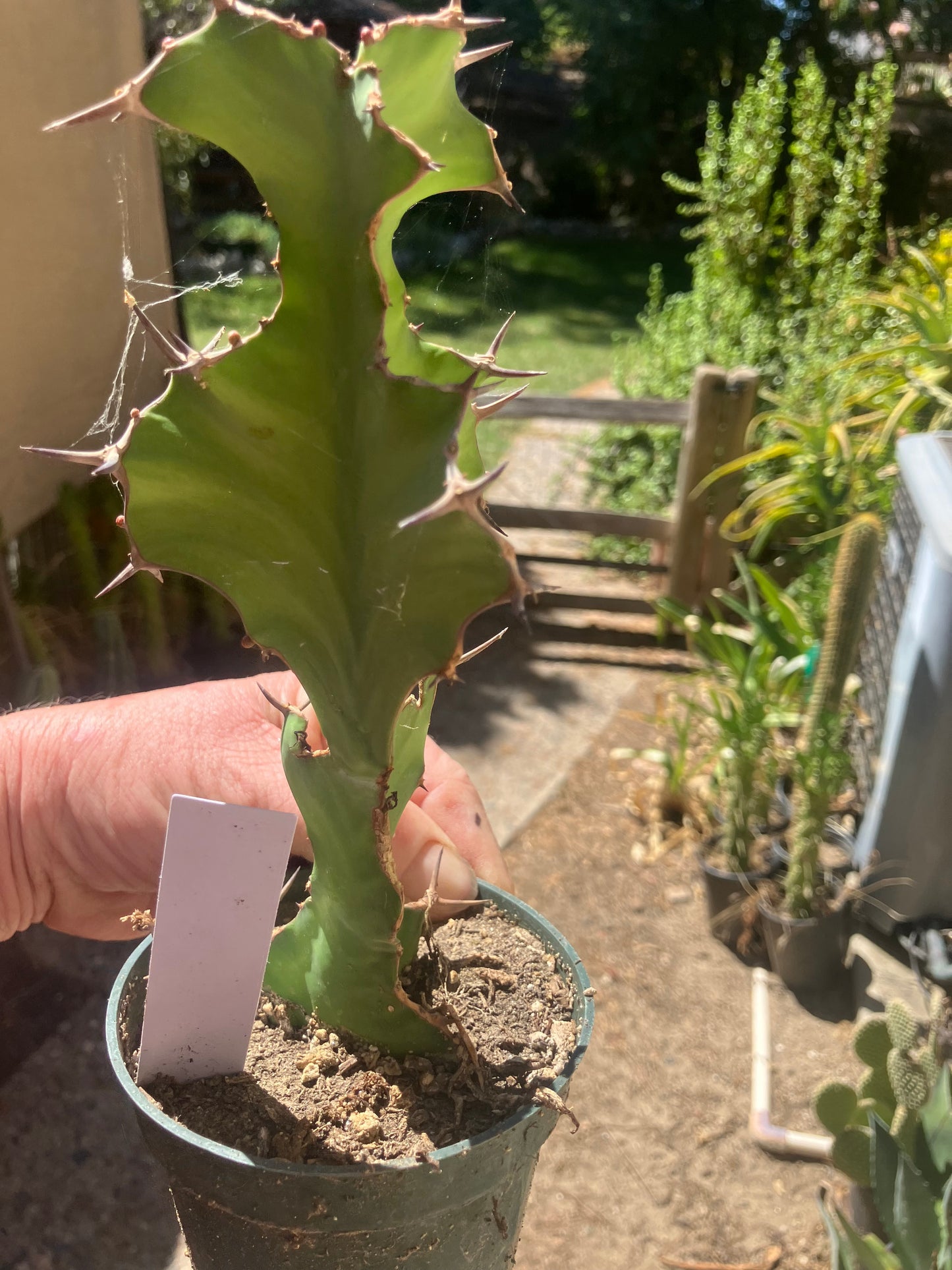 Euphorbia pseudocactus Zig Zag 8”Tall #81W