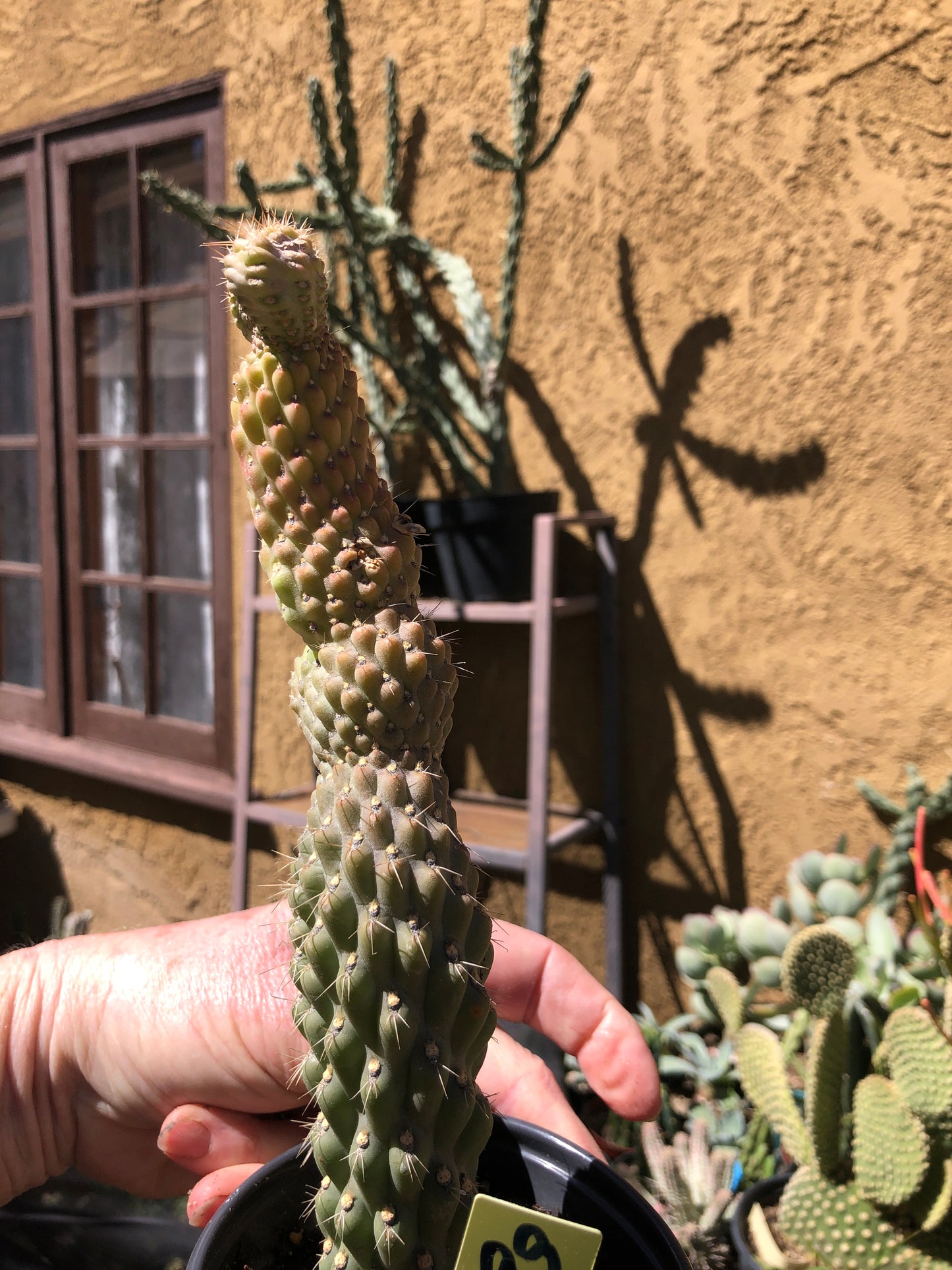 Cylindropuntia fulgida Cholla Boxing Glove Cactus Crest 9"Tall #99Y